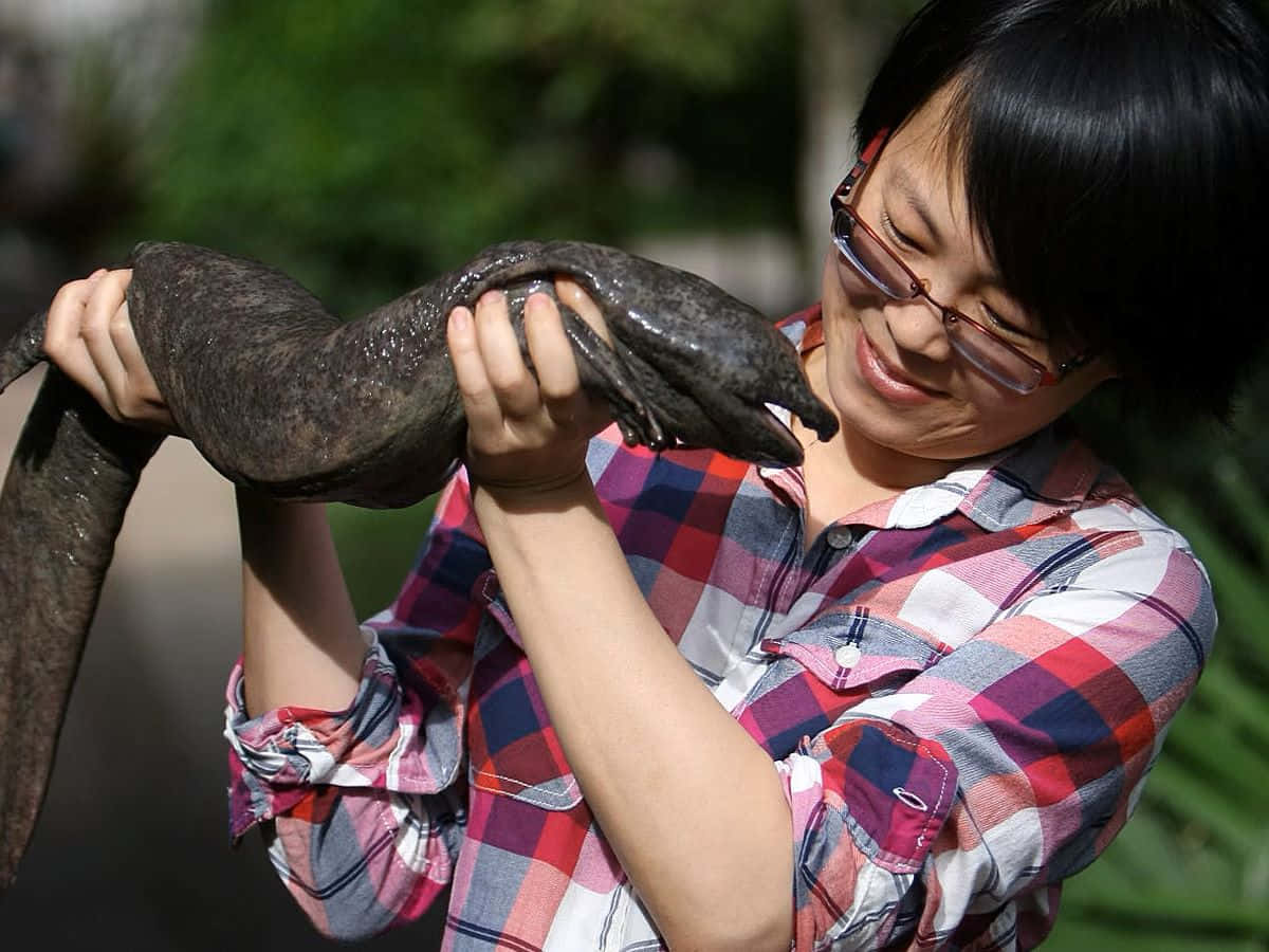 Giant Salamander, woman, plaid shirt, SD Desktop Wallpaper