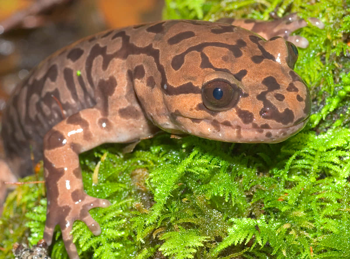 Pacific Giant Salamander, brown spotted, dark markings, SD Desktop Wallpaper