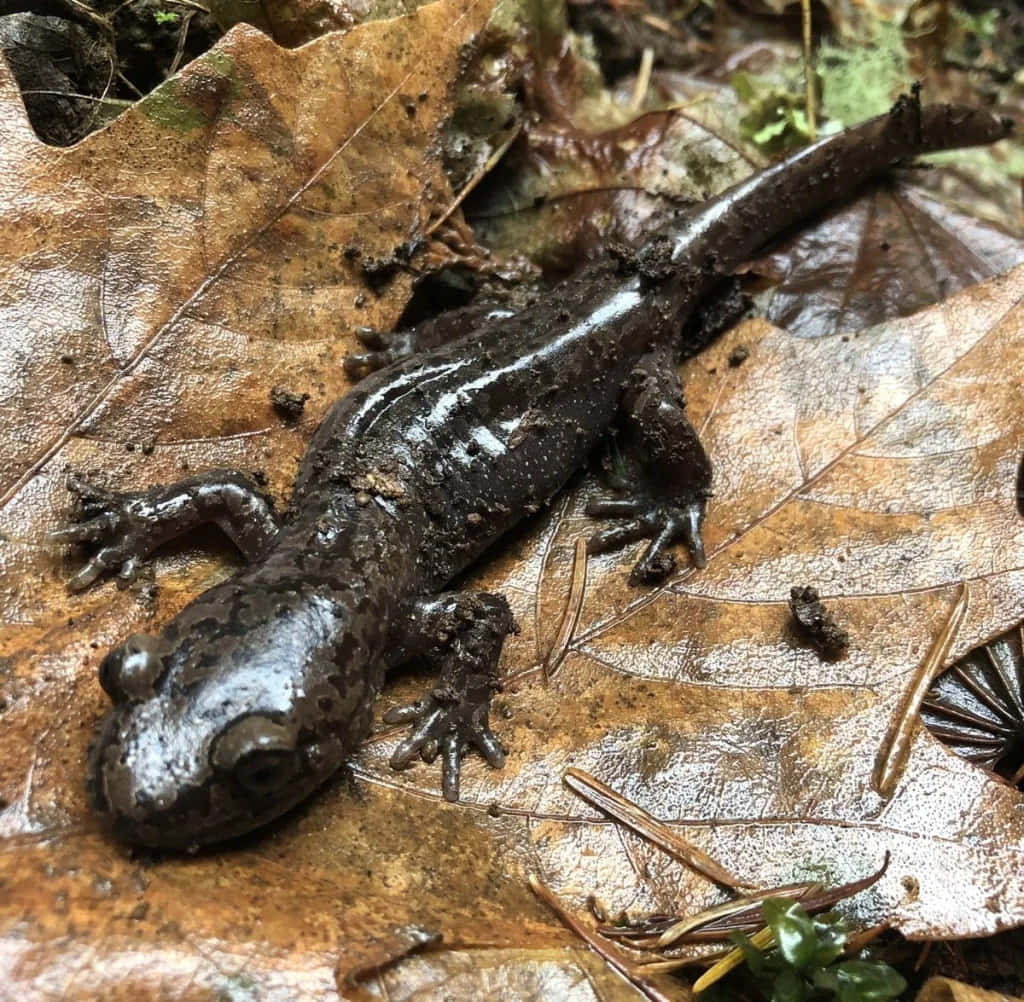 Pacific Giant Salamander, forest floor, damp brown oak leaves, SD Desktop Wallpaper