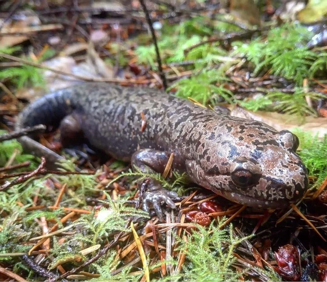 Pacific Giant Salamander, vibrant green moss, pine needles, SD Desktop Wallpaper