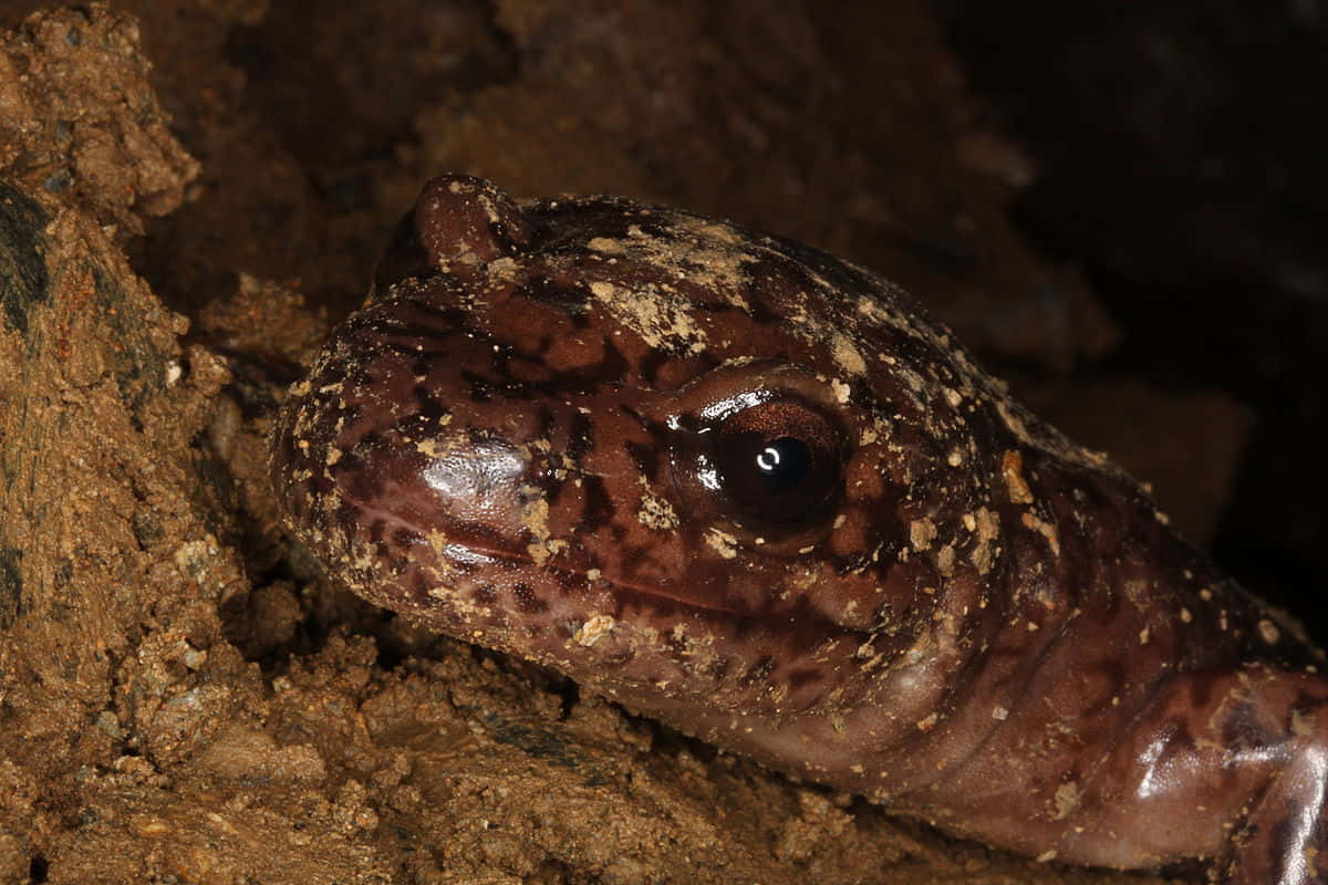 Pacific Giant Salamander, brown spotted, damp earth, SD Desktop Wallpaper