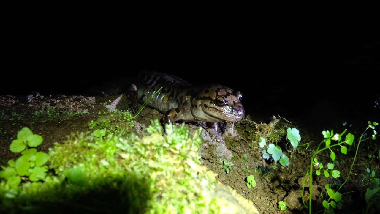 Pacific Giant Salamander, nocturnal sighting, mossy rock, HD Desktop Wallpaper