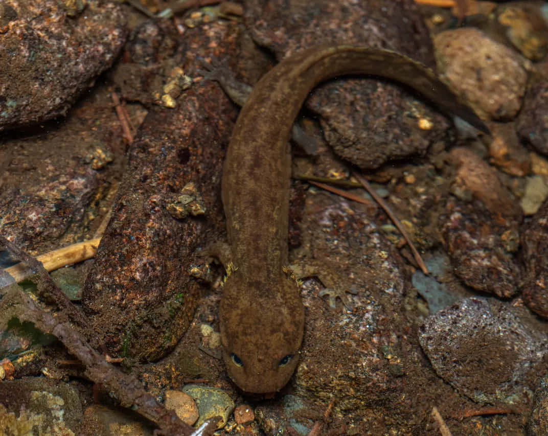 Pacific Giant Salamander, brown, blue eyes, SD Desktop Wallpaper