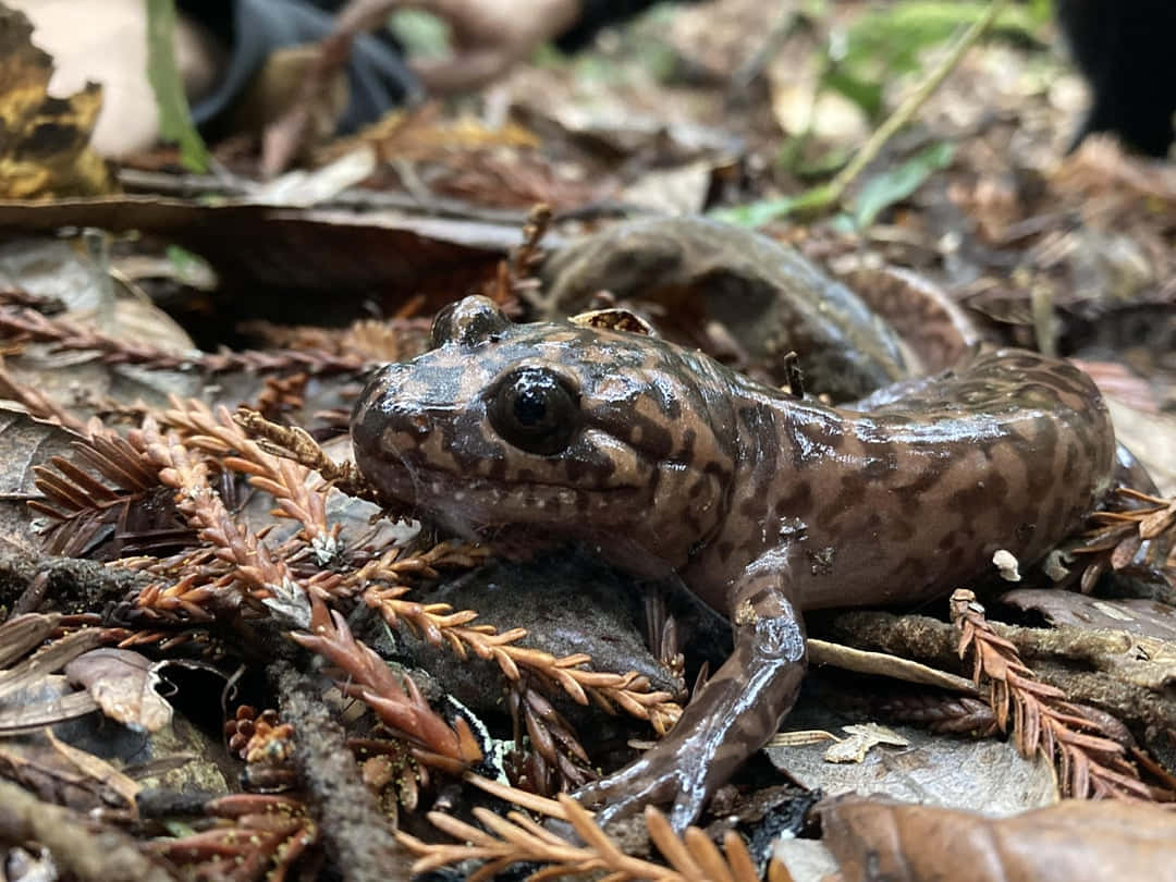 Pacific Giant Salamander, damp forest floor, fallen leaves, SD Desktop Wallpaper