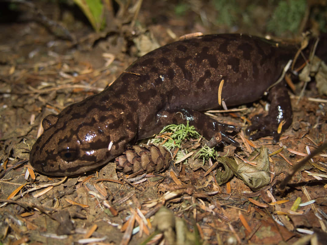 Pacific Giant Salamander, forest floor, pine needles, SD Desktop Wallpaper