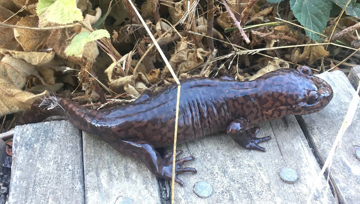 Pacific Giant Salamander, woodland habitat, glossy dark brown, SD Desktop Wallpaper