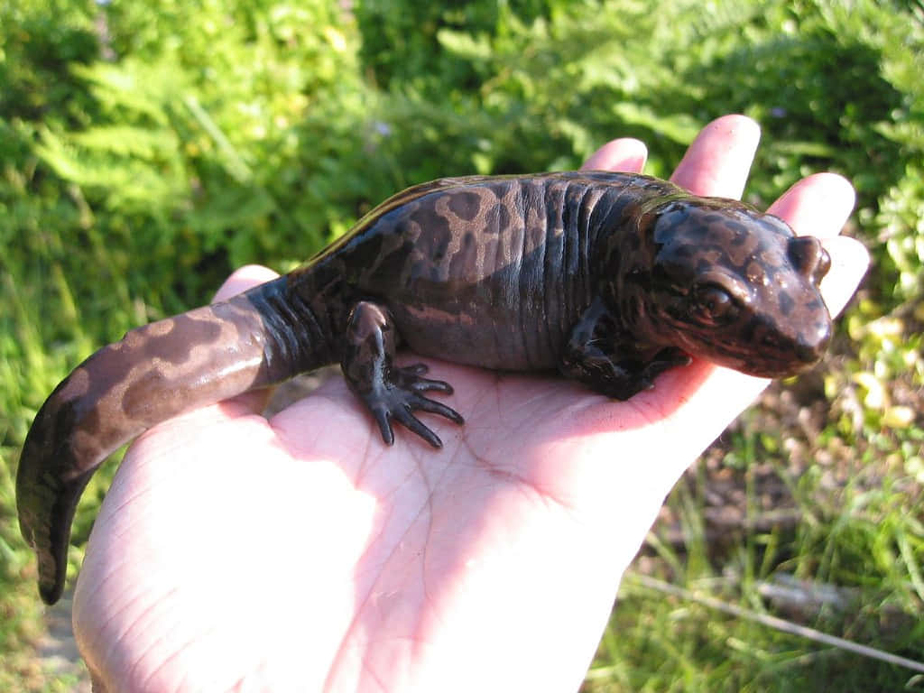 Pacific Giant Salamander, open human hand, sunlit green ferns, SD Desktop Wallpaper