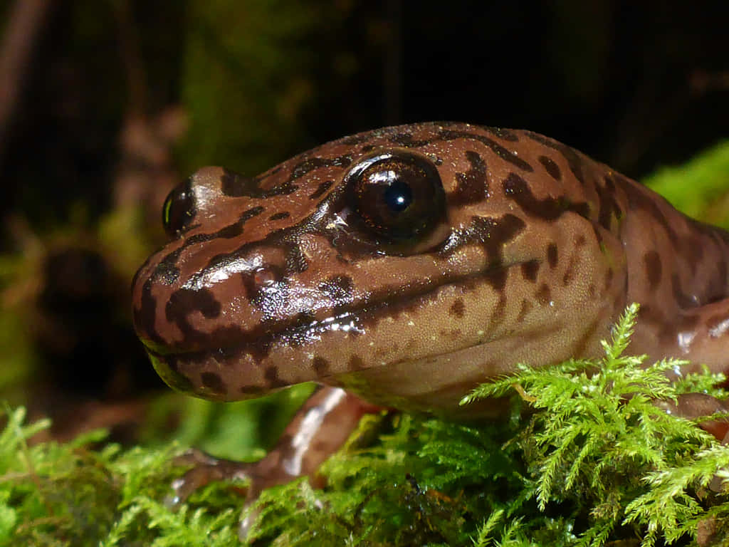 Pacific Giant Salamander, brown spotted, glossy skin, SD Desktop Wallpaper