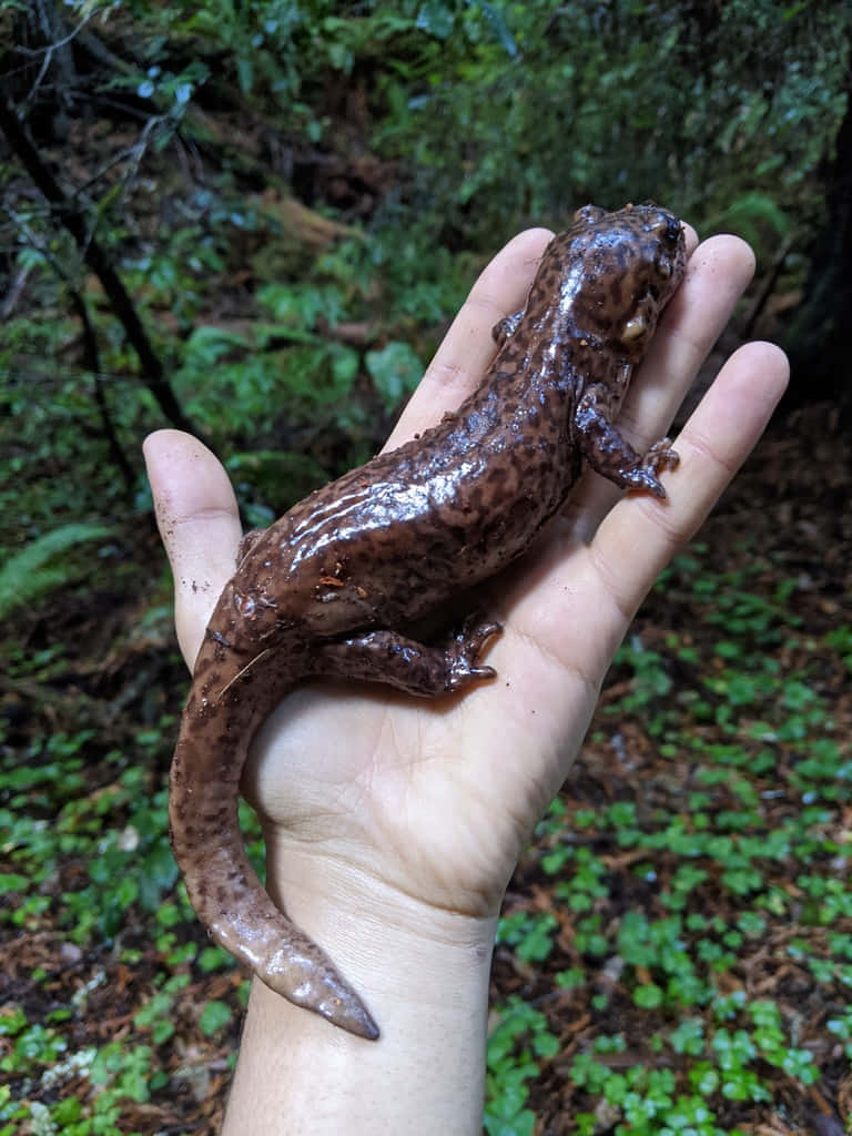 Pacific Giant Salamander, brown spotted, long tail, SD Phone Wallpaper