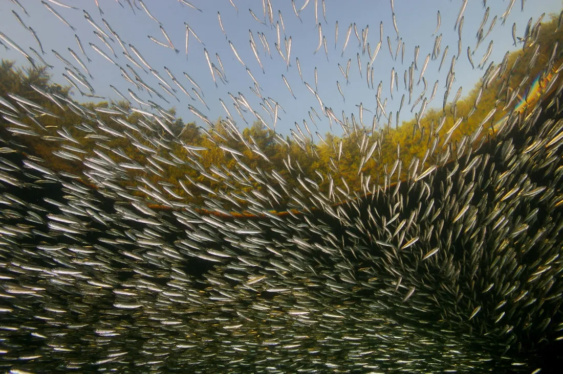 Pacific Herring