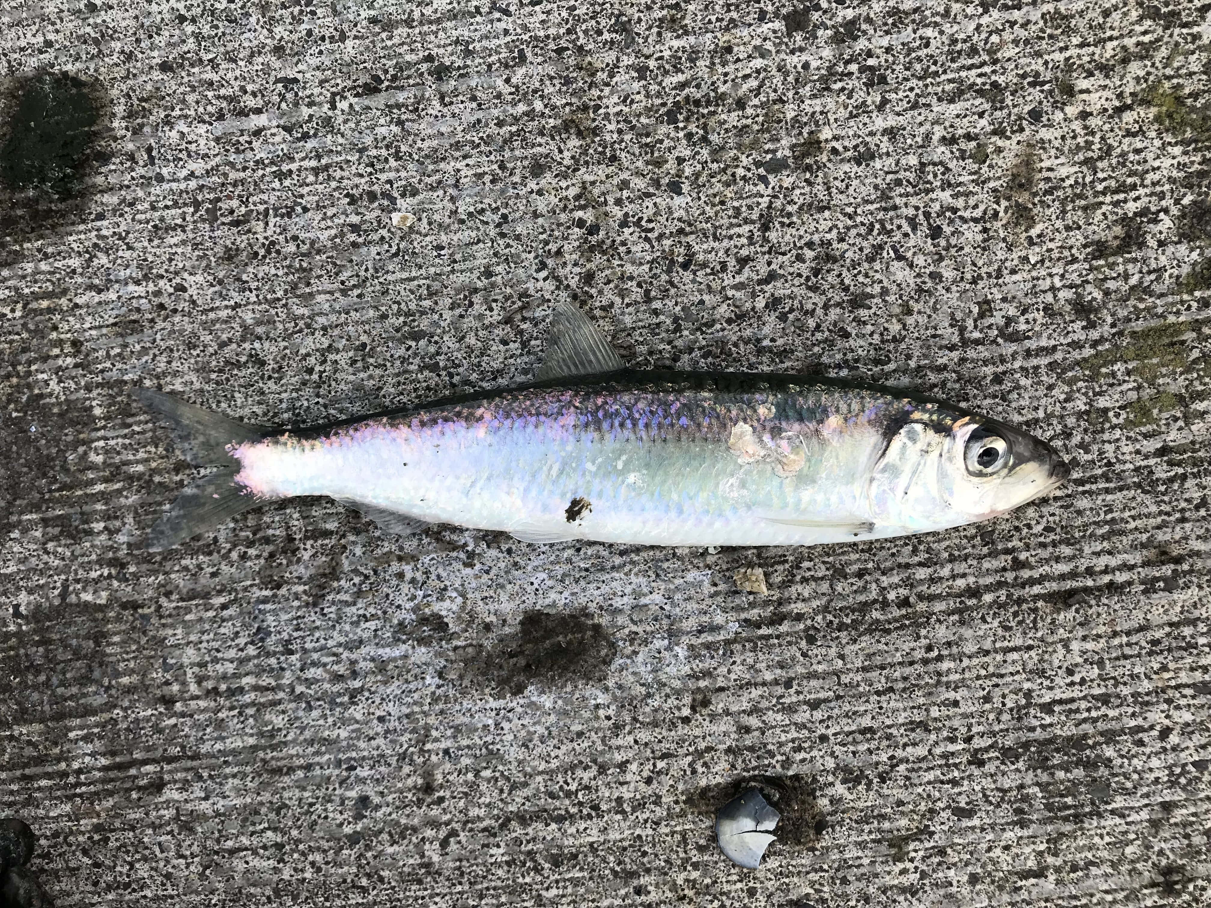 Pacific Herring, silvery fish, iridescent scales, 4K Desktop Wallpaper