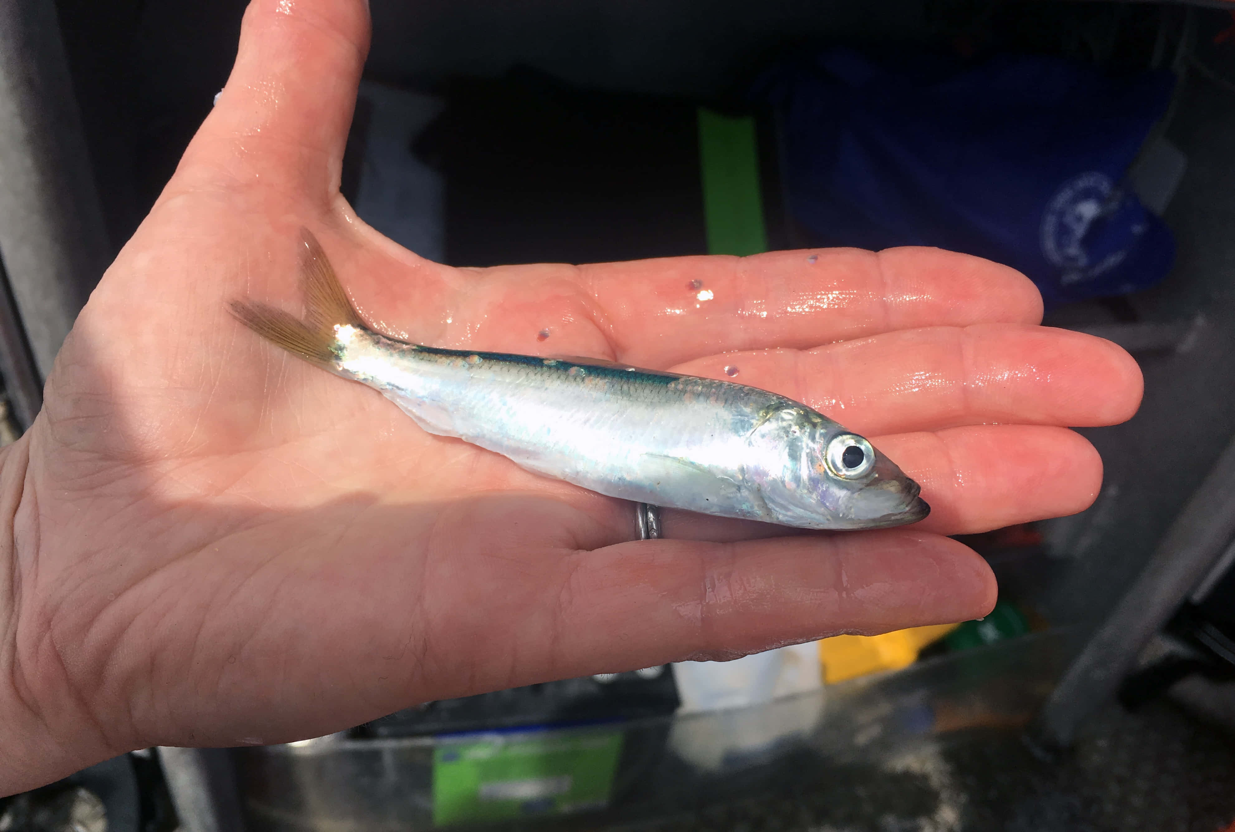 Pacific Herring, silvery fish, dark back, 4K Desktop Wallpaper