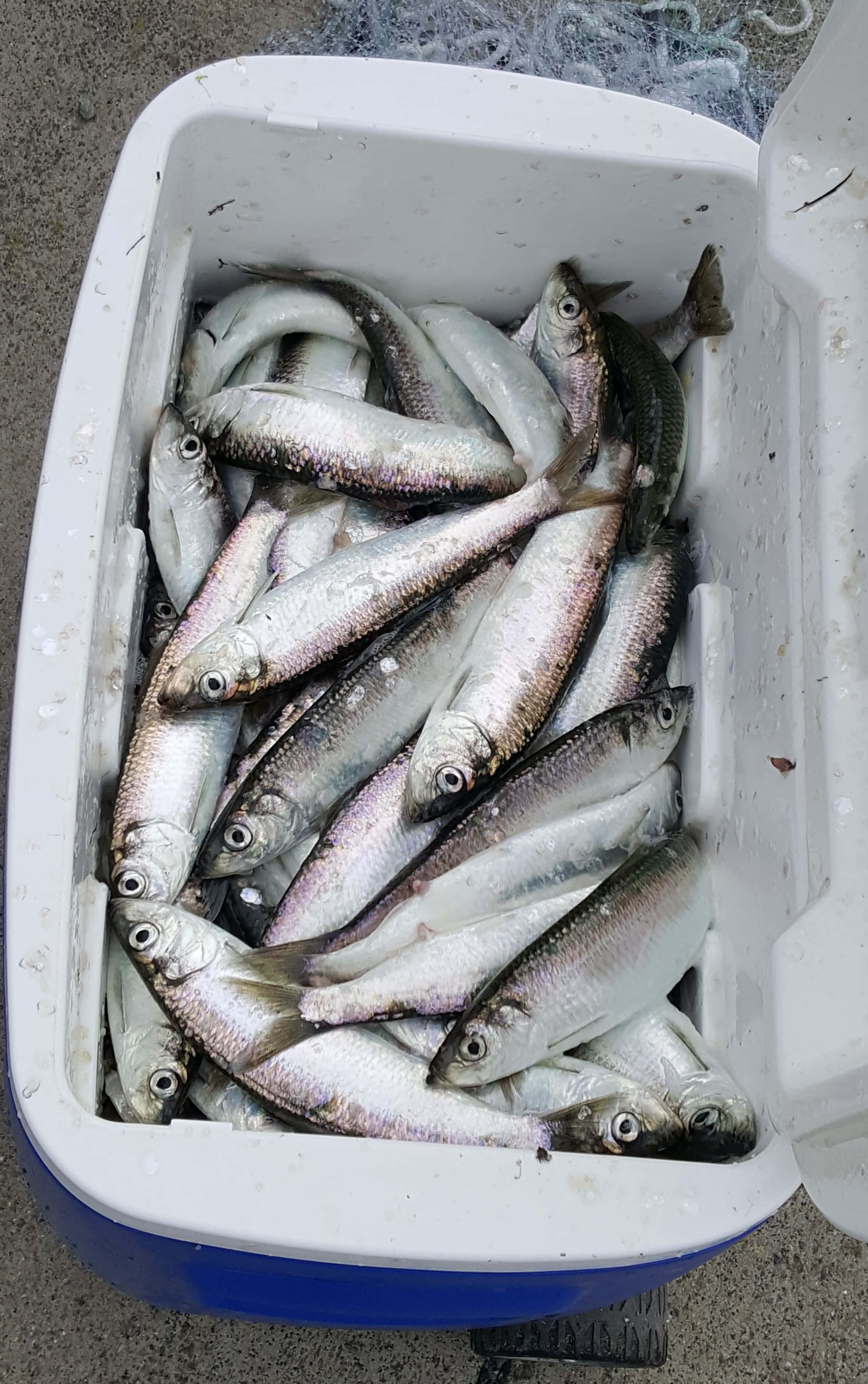 Pacific Herring, cooler, silver fish, 2K Phone Wallpaper
