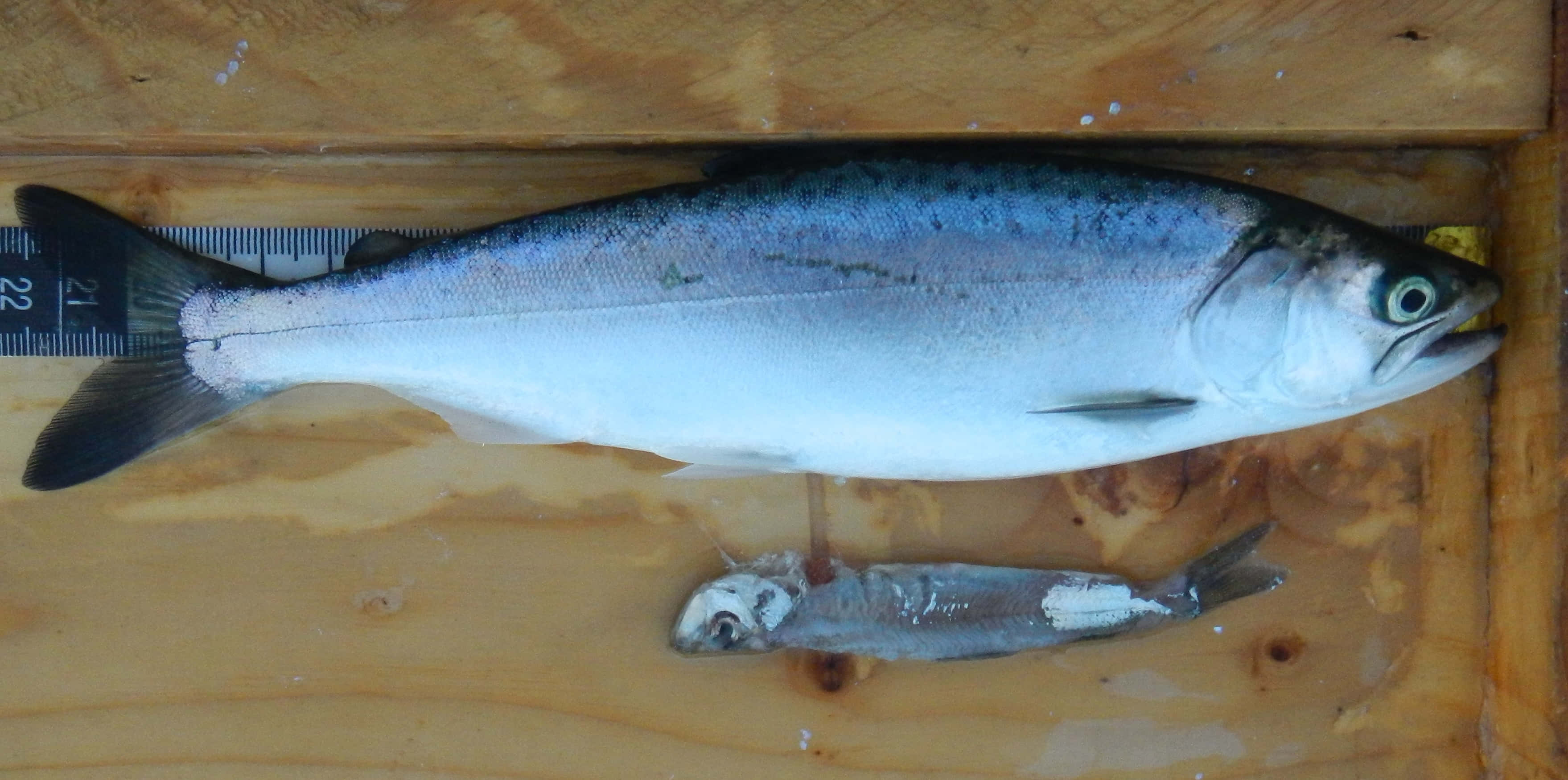 Pacific Herring, silver salmon, blue back, 2K Desktop Wallpaper