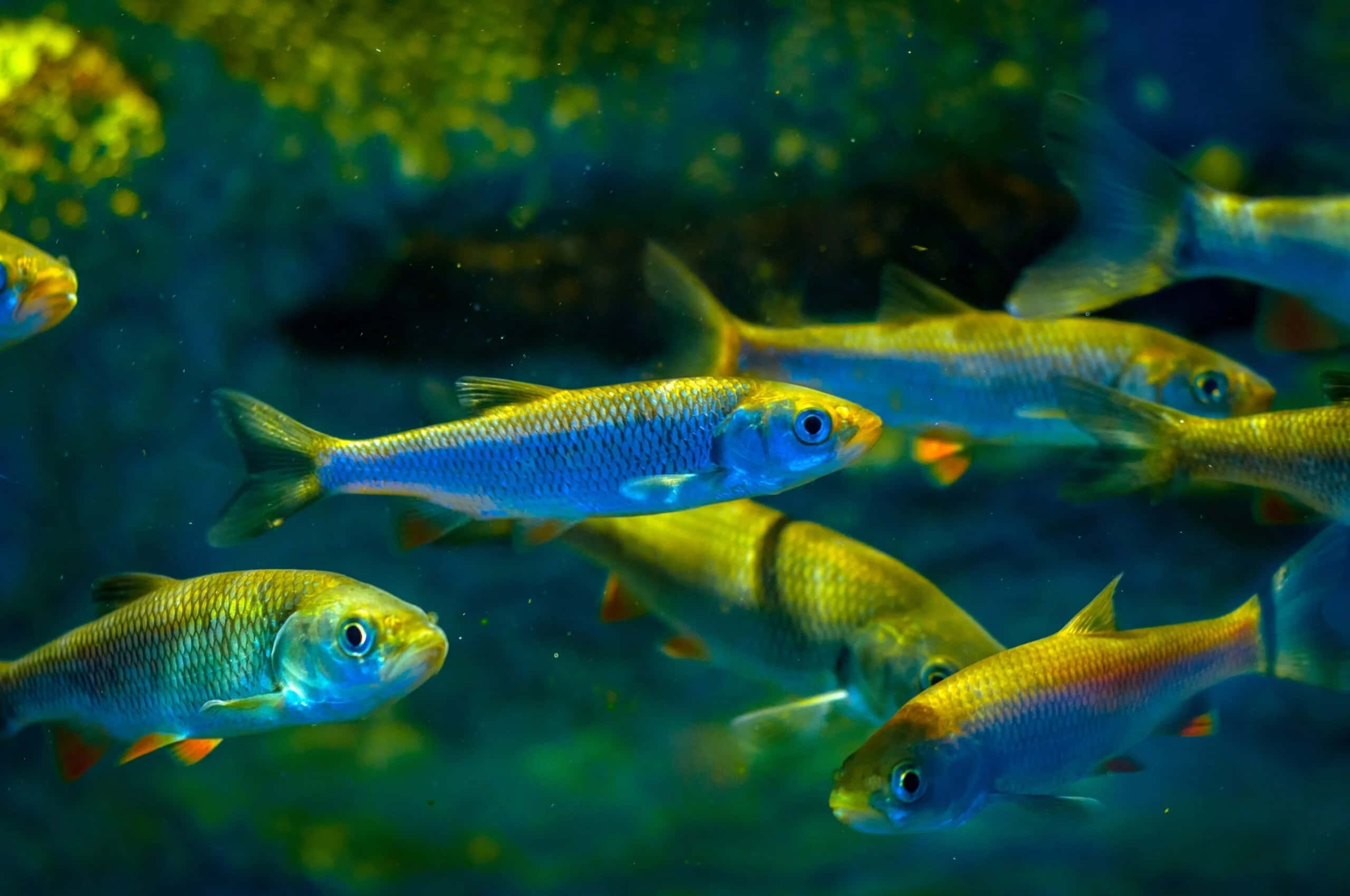 Pacific Herring, iridescent blue, gold, 2K Desktop Wallpaper