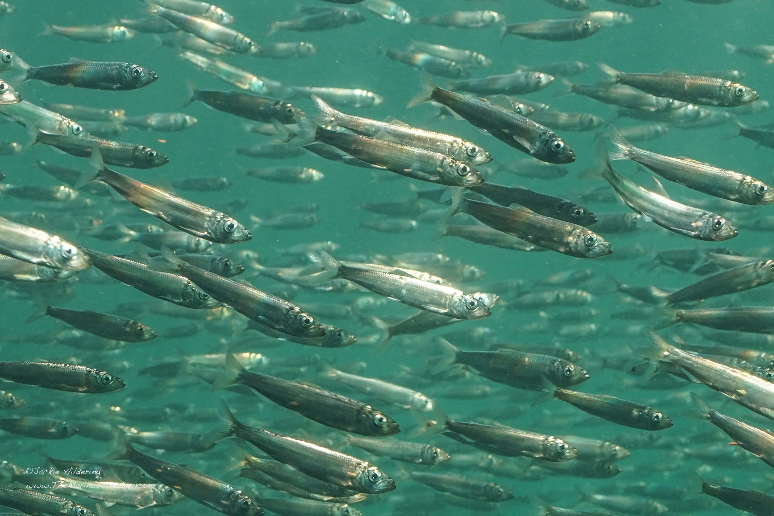 Pacific Herring, silver fish, turquoise water, Full HD Desktop Wallpaper
