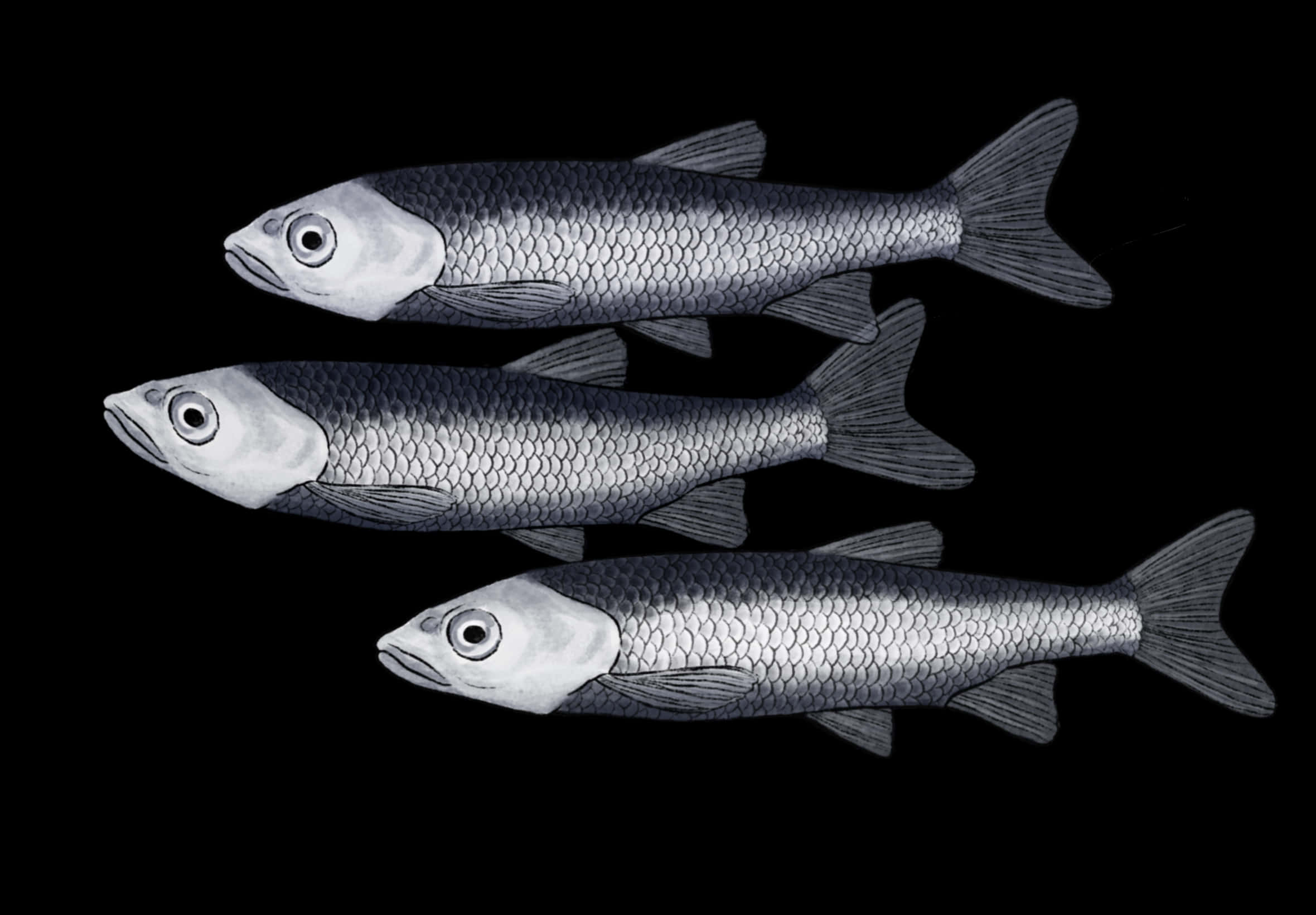 Pacific Herring, silver, textured scales, Full HD Desktop Wallpaper
