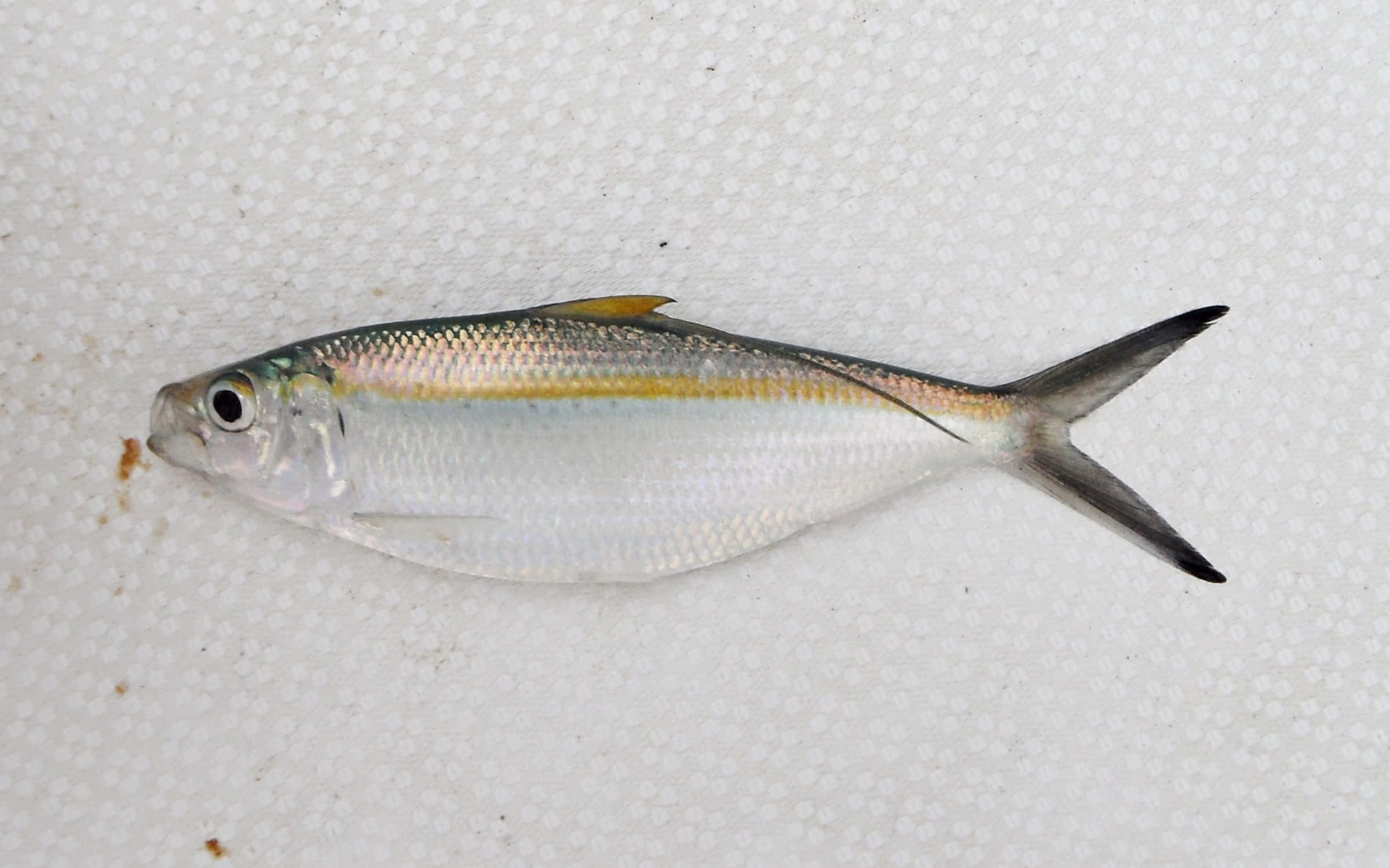 Pacific Herring, silver fish, yellow stripe, Full HD Desktop Wallpaper