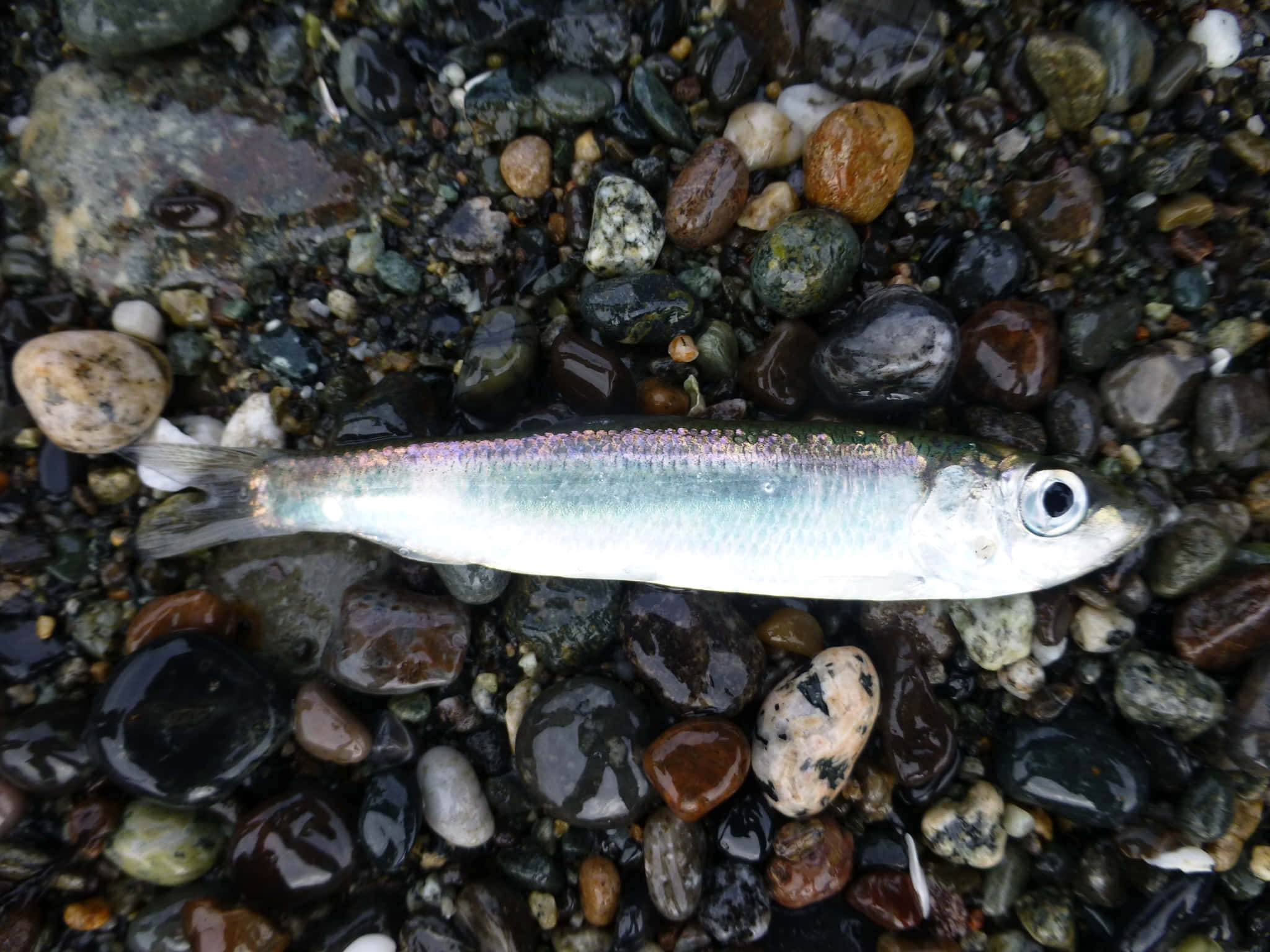 Pacific Herring, pebbled shore, silver fish, Full HD Desktop Wallpaper