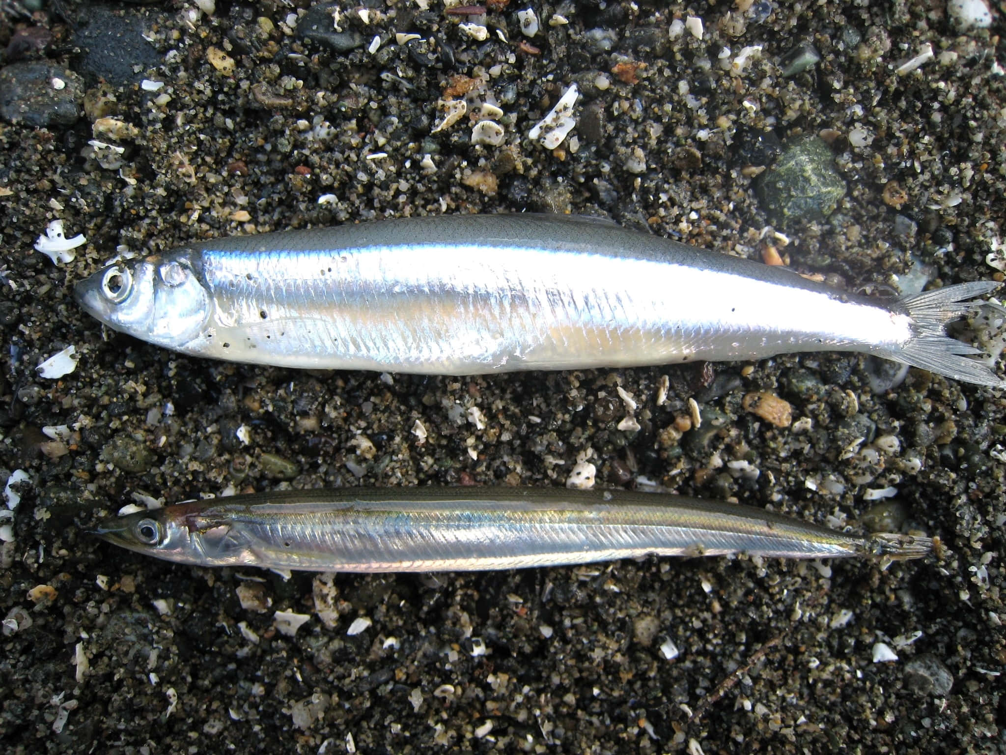 Pacific Herring, silver fish, dark gravelly sand, Full HD Desktop Wallpaper