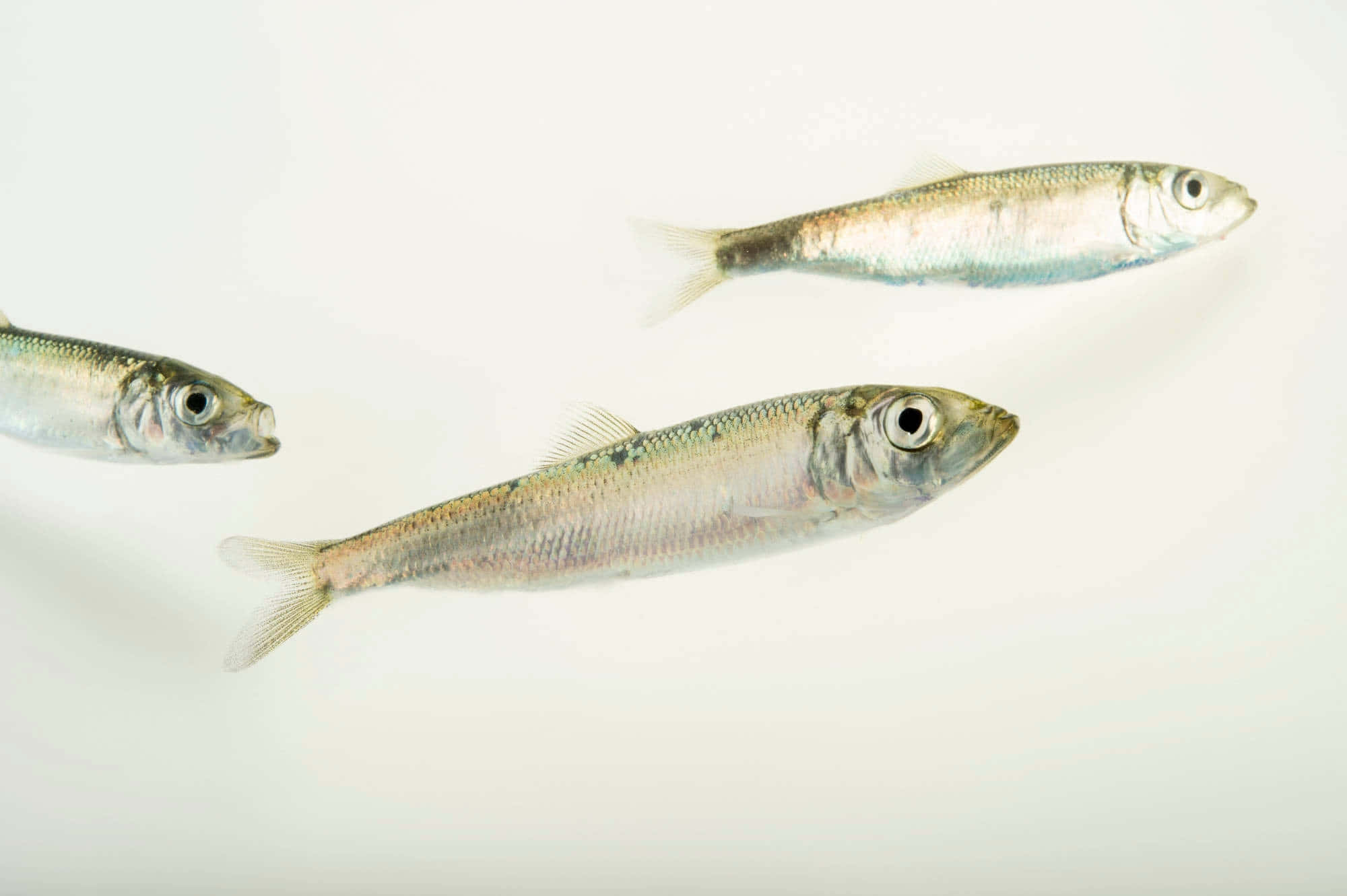 Pacific Herring, silver, sardines, Full HD Desktop Wallpaper