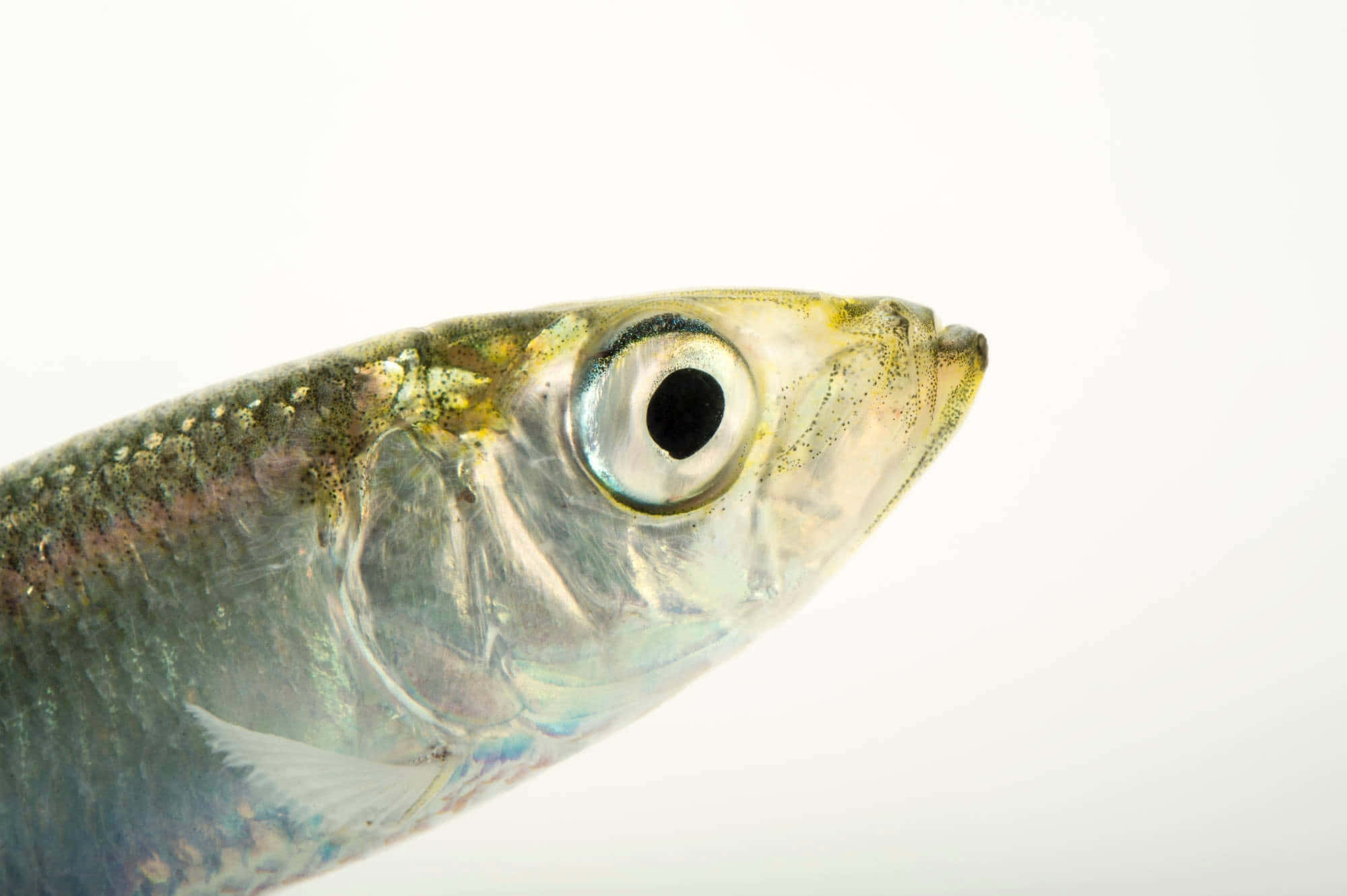 Pacific Herring, silver, large eye, Full HD Desktop Wallpaper