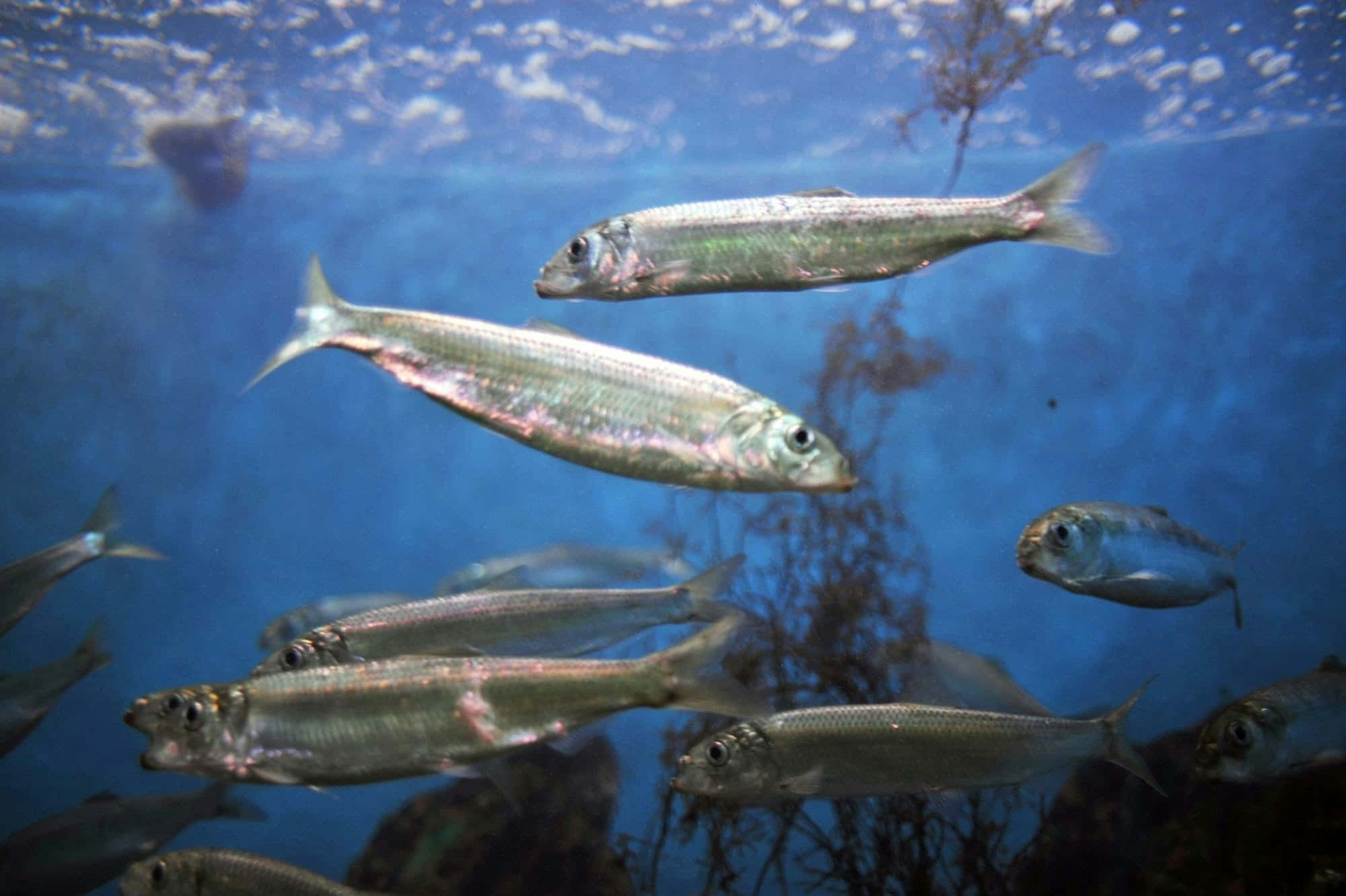 Pacific Herring, school underwater, silver fish, Full HD Desktop Wallpaper