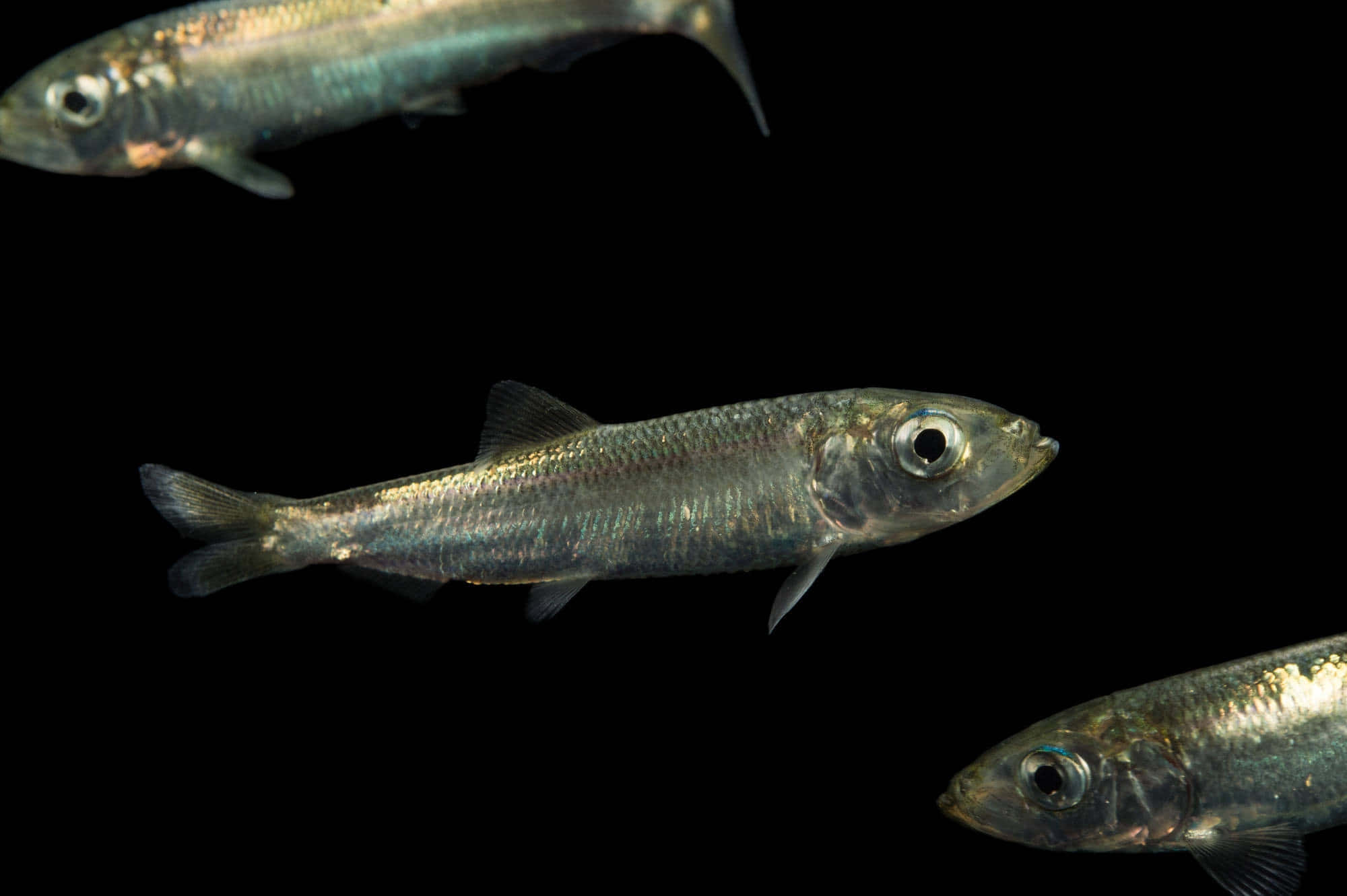 Pacific Herring, silvery fish, iridescent scales, Full HD Desktop Wallpaper