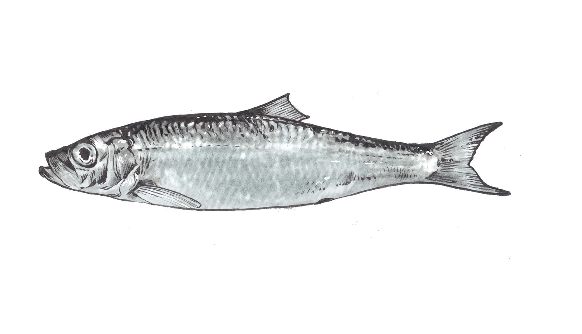 Pacific Herring, silver fish, scales, Full HD Desktop Wallpaper