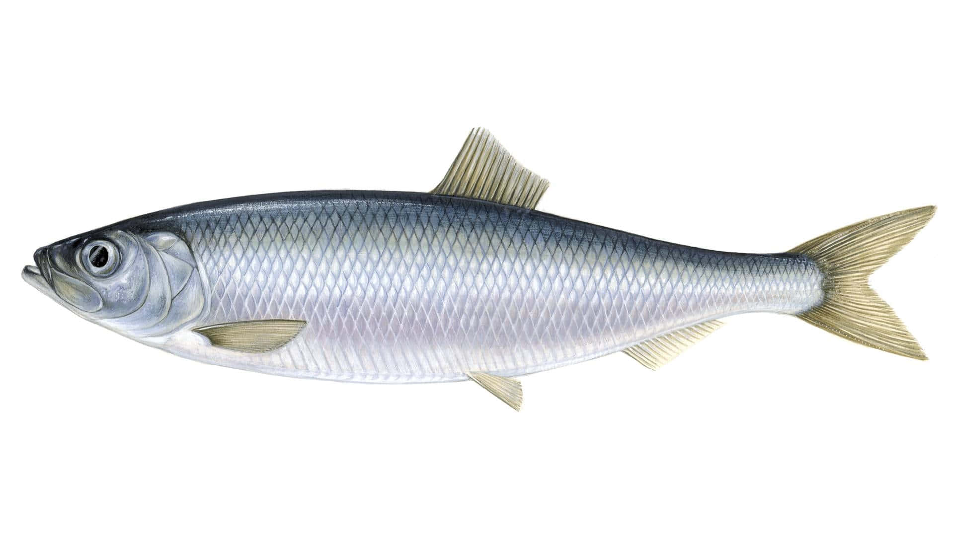 Pacific Herring, silver, scales, Full HD Desktop Wallpaper
