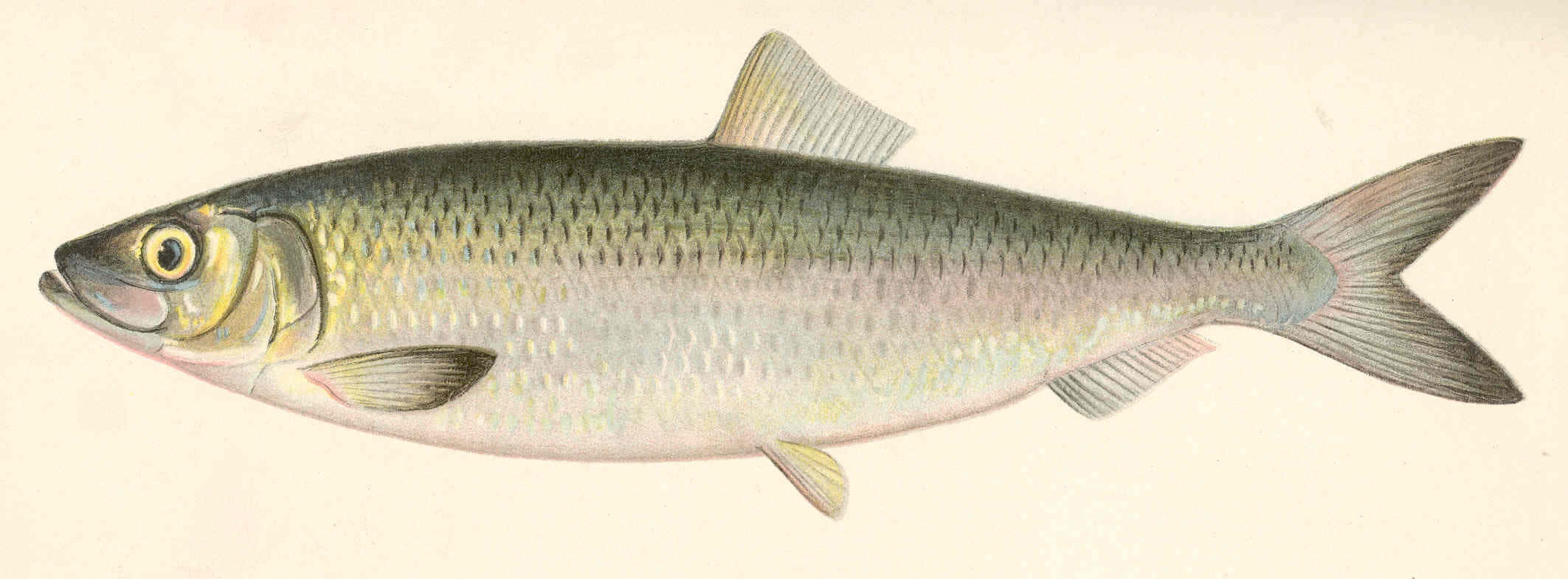 Pacific Herring, silver fish, yellow eyes, Full HD Desktop Wallpaper
