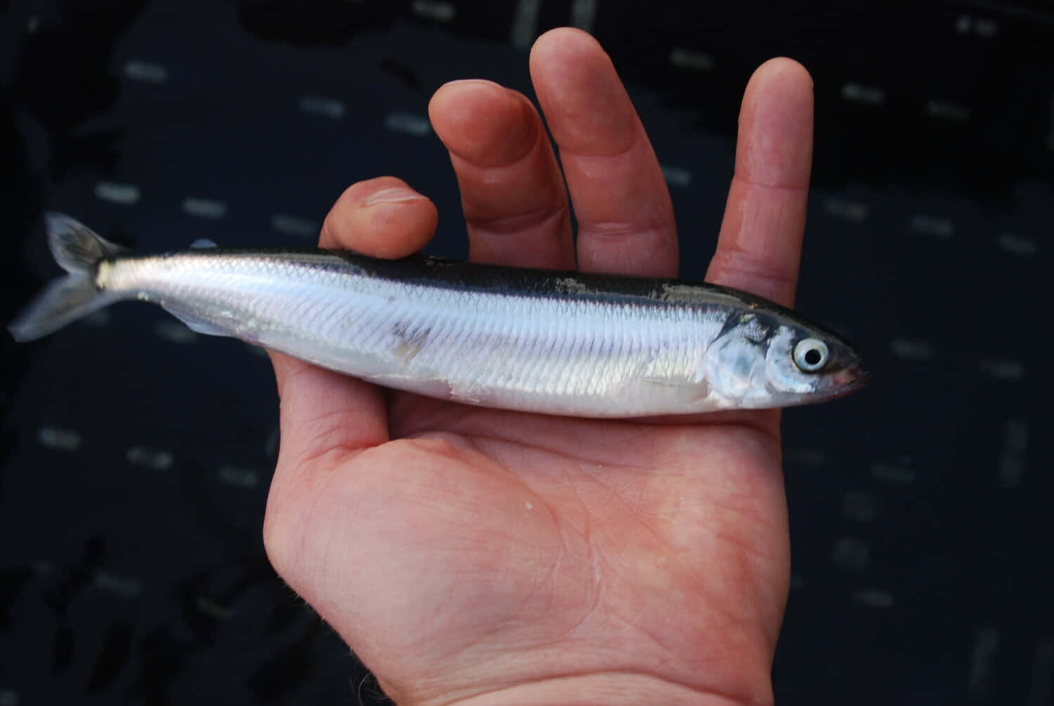 Pacific Herring, silver fish, dark back, HD Desktop Wallpaper