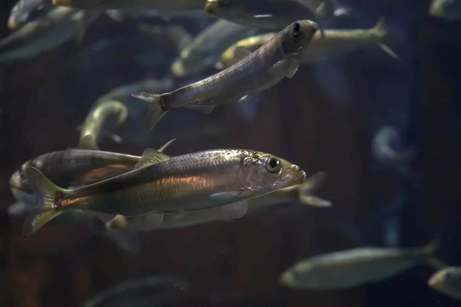 Pacific Herring, school of silver fish, dark water, HD Desktop Wallpaper