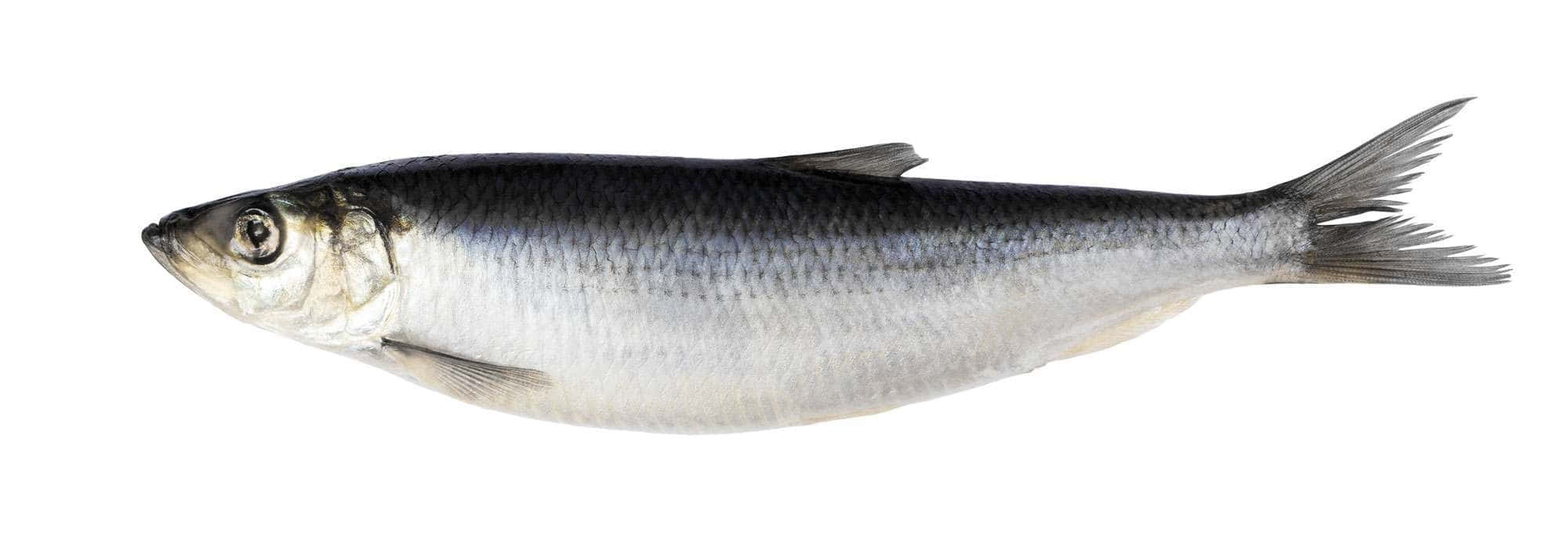 Pacific Herring, silver sardine fish, detailed scales, Full HD Desktop Wallpaper