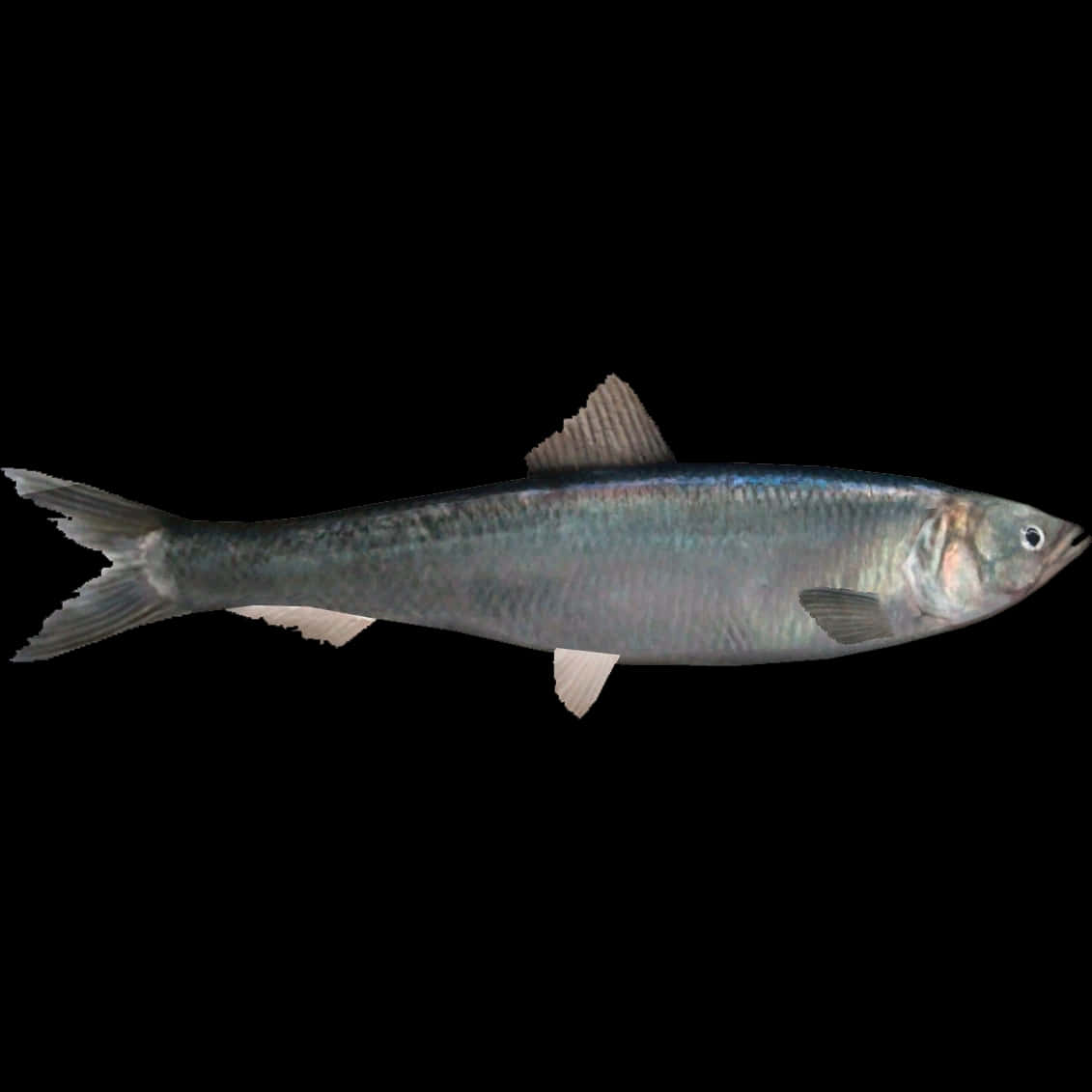 Pacific Herring, silver, iridescent scales, SD Desktop Wallpaper