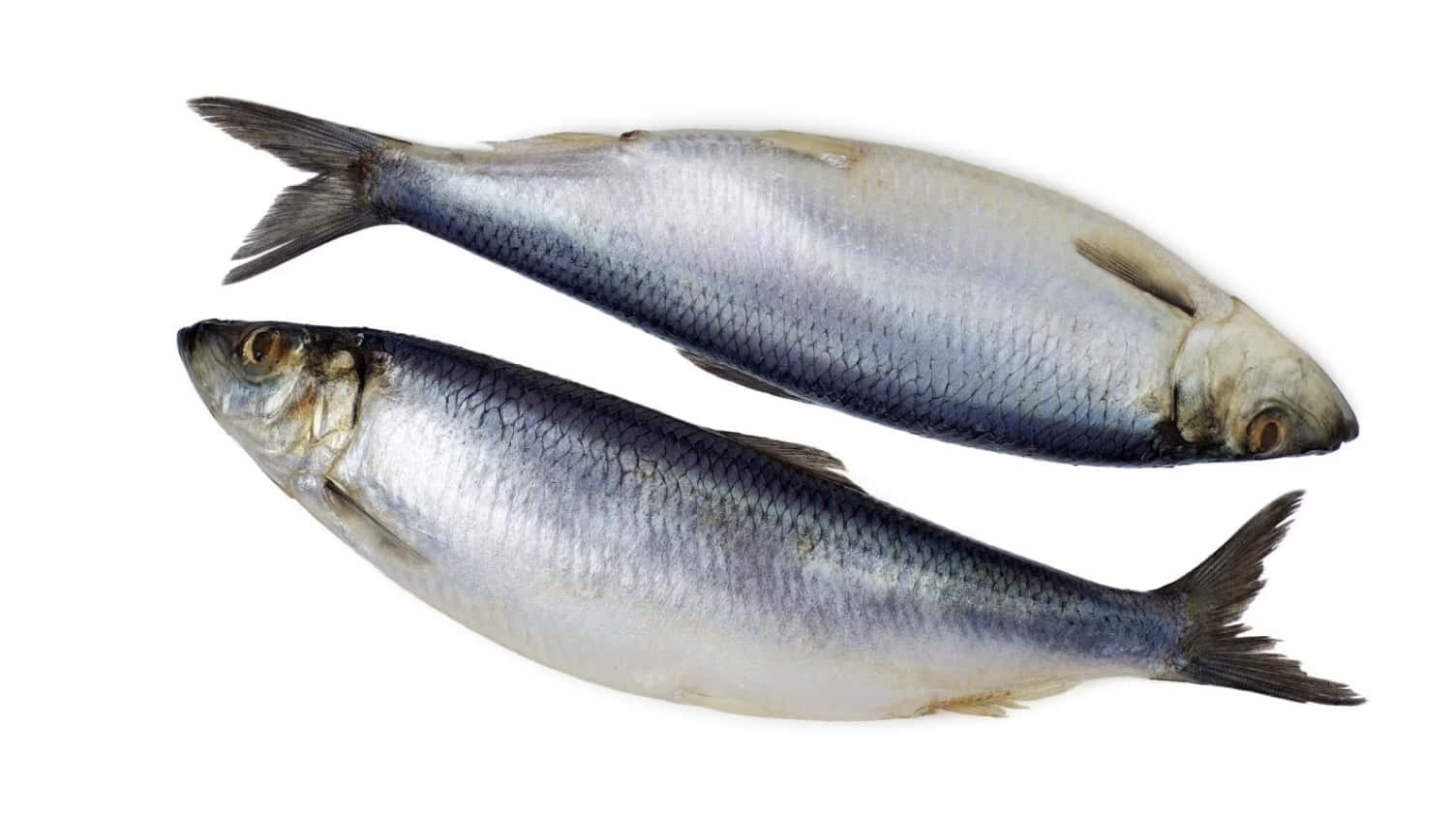Pacific Herring, silvery scales, dark fins, HD Desktop Wallpaper