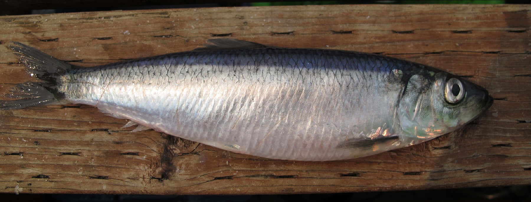 Pacific Herring, shiny silver sardine, weathered wooden surface, HD Desktop Wallpaper