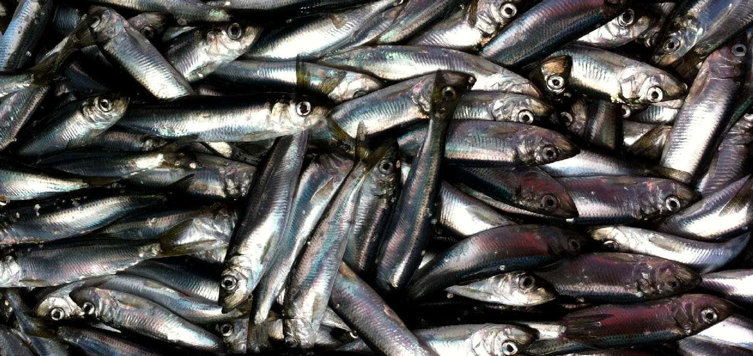 Pacific Herring, silver sardines, reflective scales, HD Desktop Wallpaper