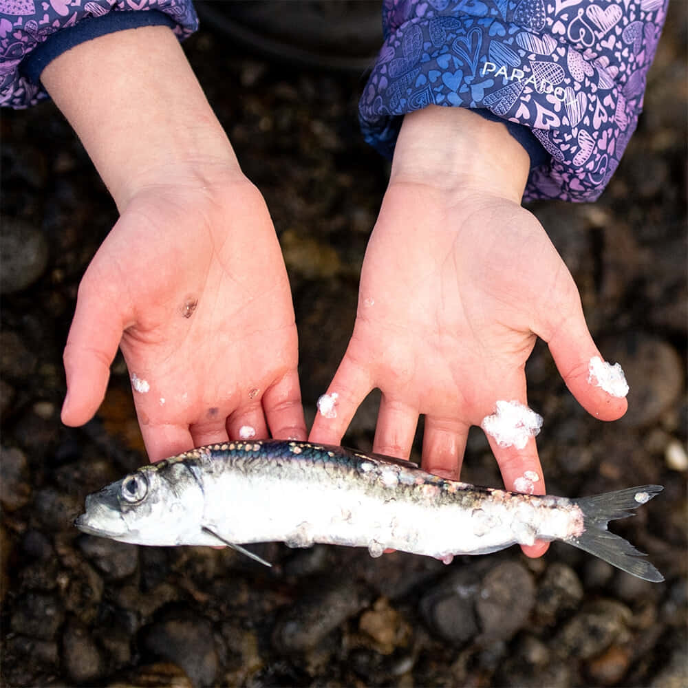 Pacific Herring, child's hands, silvery fish, SD Desktop Wallpaper