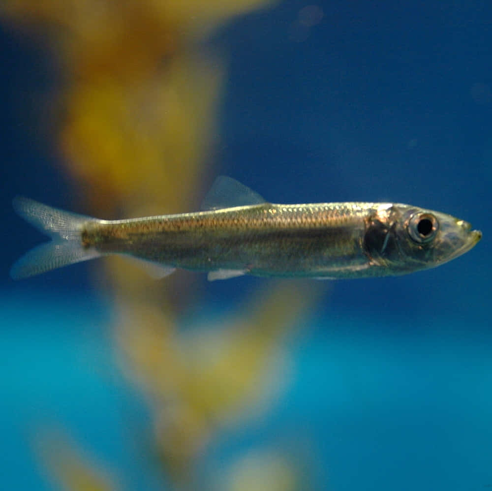 Pacific Herring, slender silver fish, clear blue water, SD Desktop Wallpaper