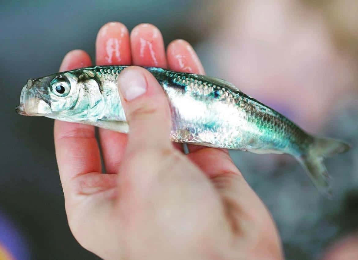 Pacific Herring, silvery fish, shiny scale pattern, SD Desktop Wallpaper