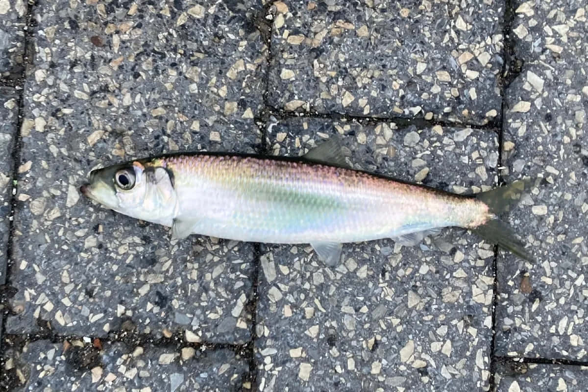 Pacific Herring, silver, iridescent scales, SD Desktop Wallpaper