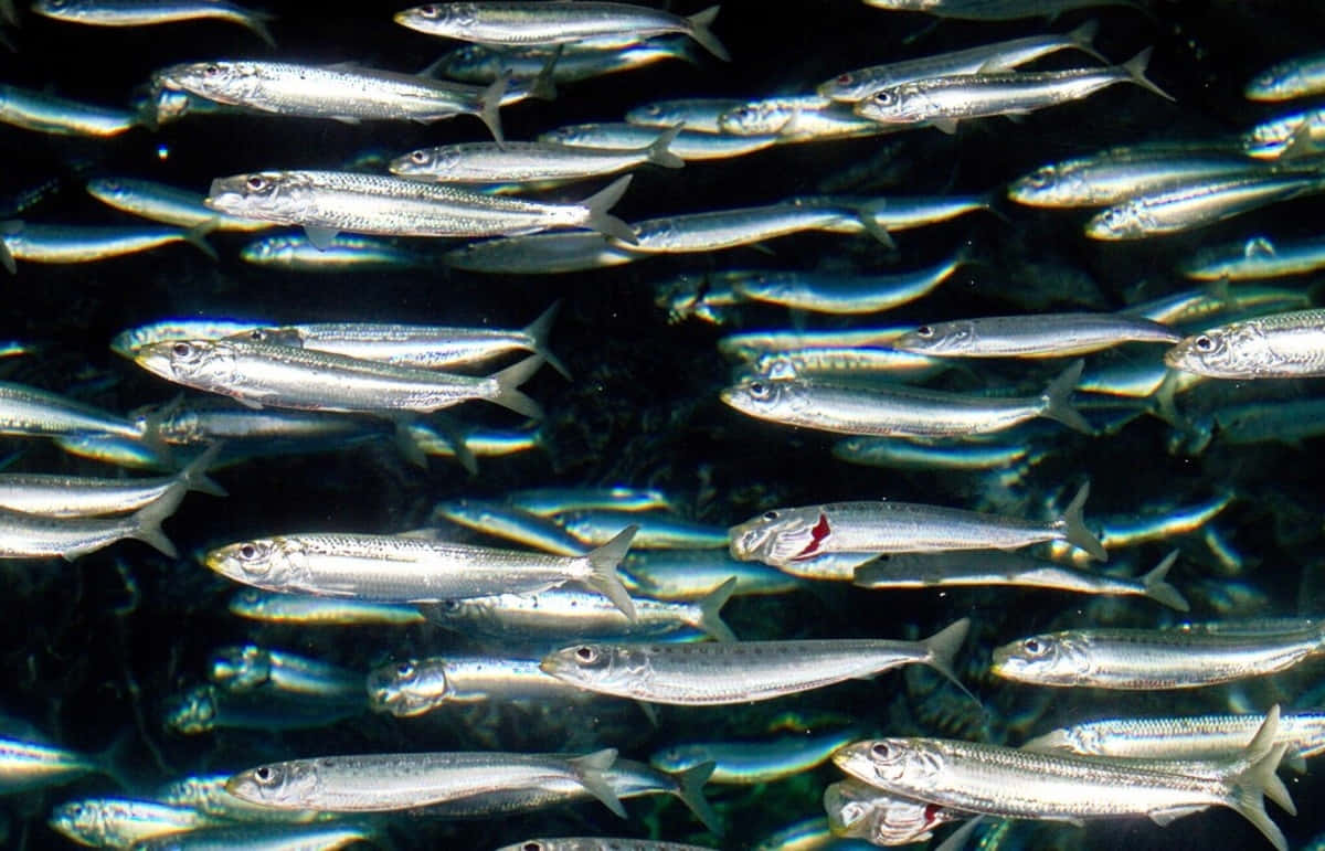 Pacific Herring, silver sardines, dark blue water, SD Desktop Wallpaper