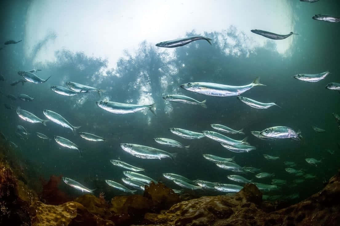 Pacific Herring, school of silver sardines, sunlit green water, SD Desktop Wallpaper