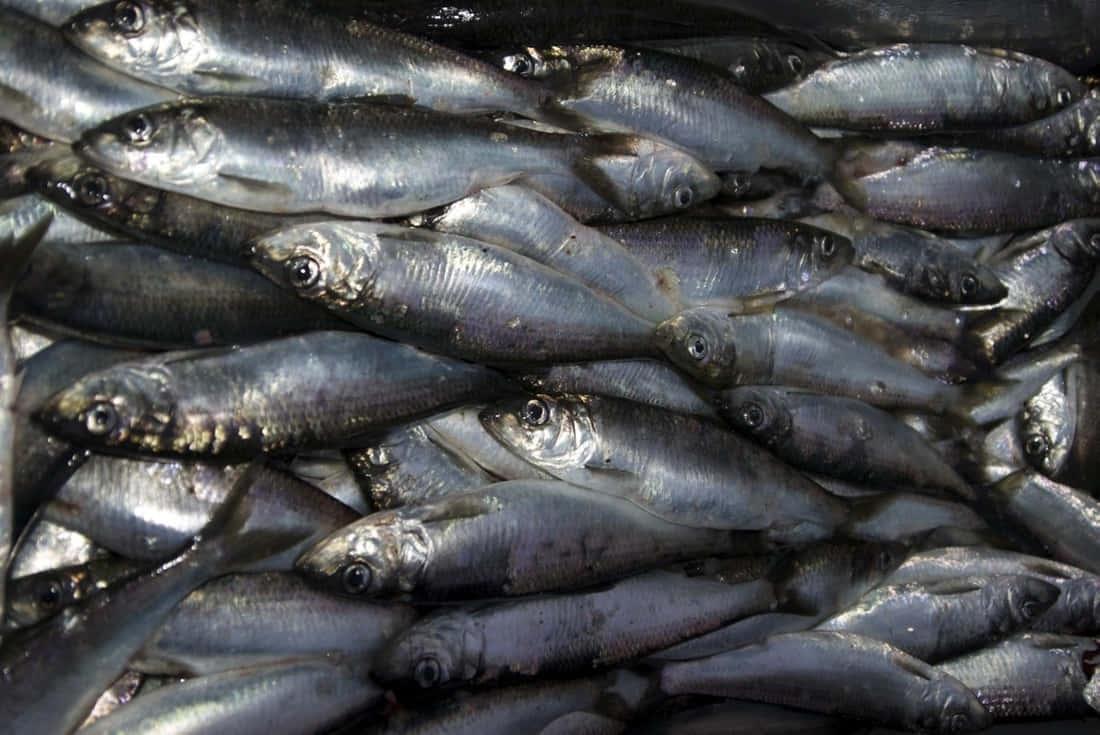 Pacific Herring, silver sardines, glistening wet scales, SD Desktop Wallpaper
