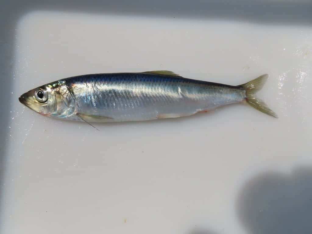 Pacific Herring, silver, iridescent scales, SD Desktop Wallpaper
