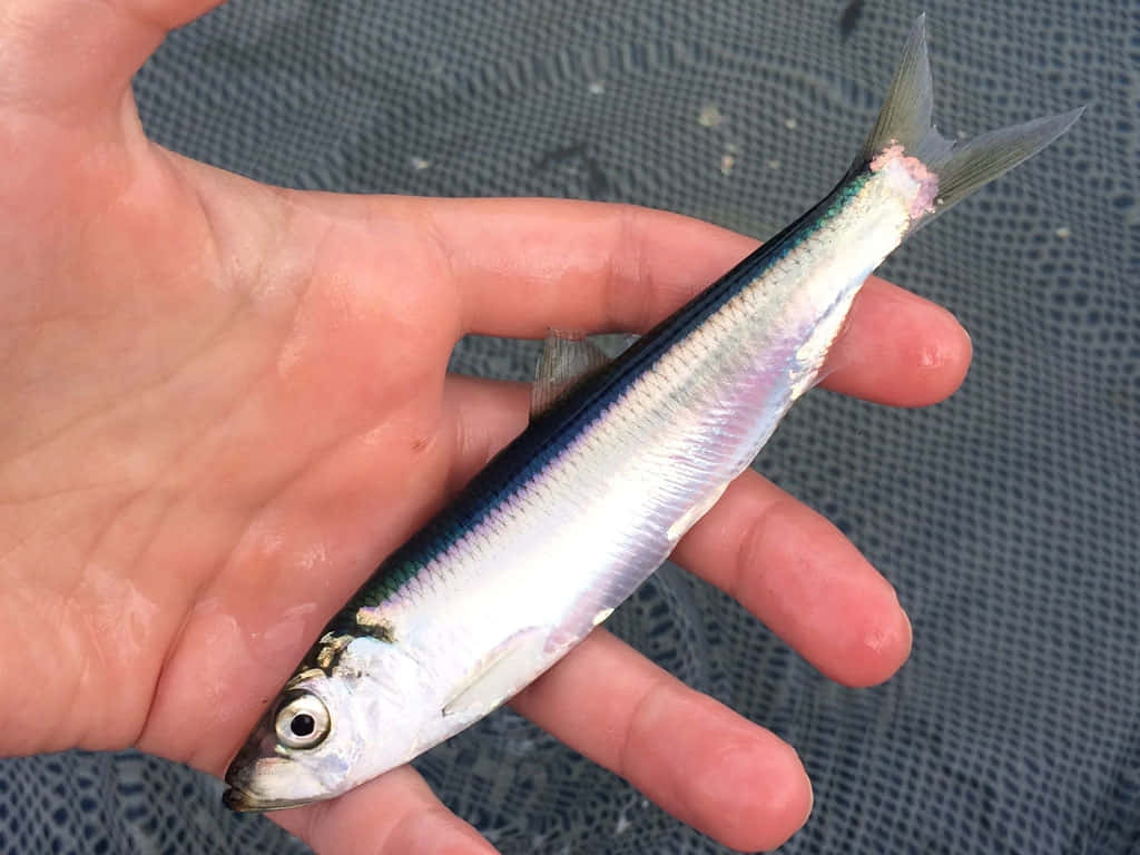 Pacific Herring, silvery fish, blue-green back, SD Desktop Wallpaper