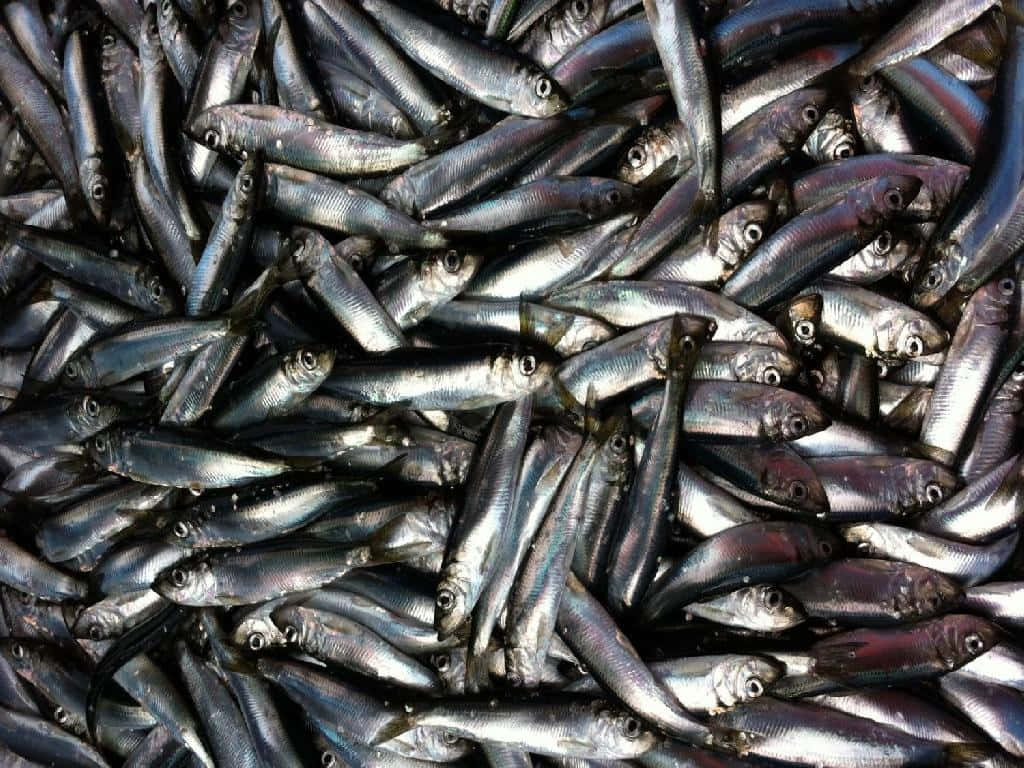 Pacific Herring, silver fish, shiny scales, SD Desktop Wallpaper