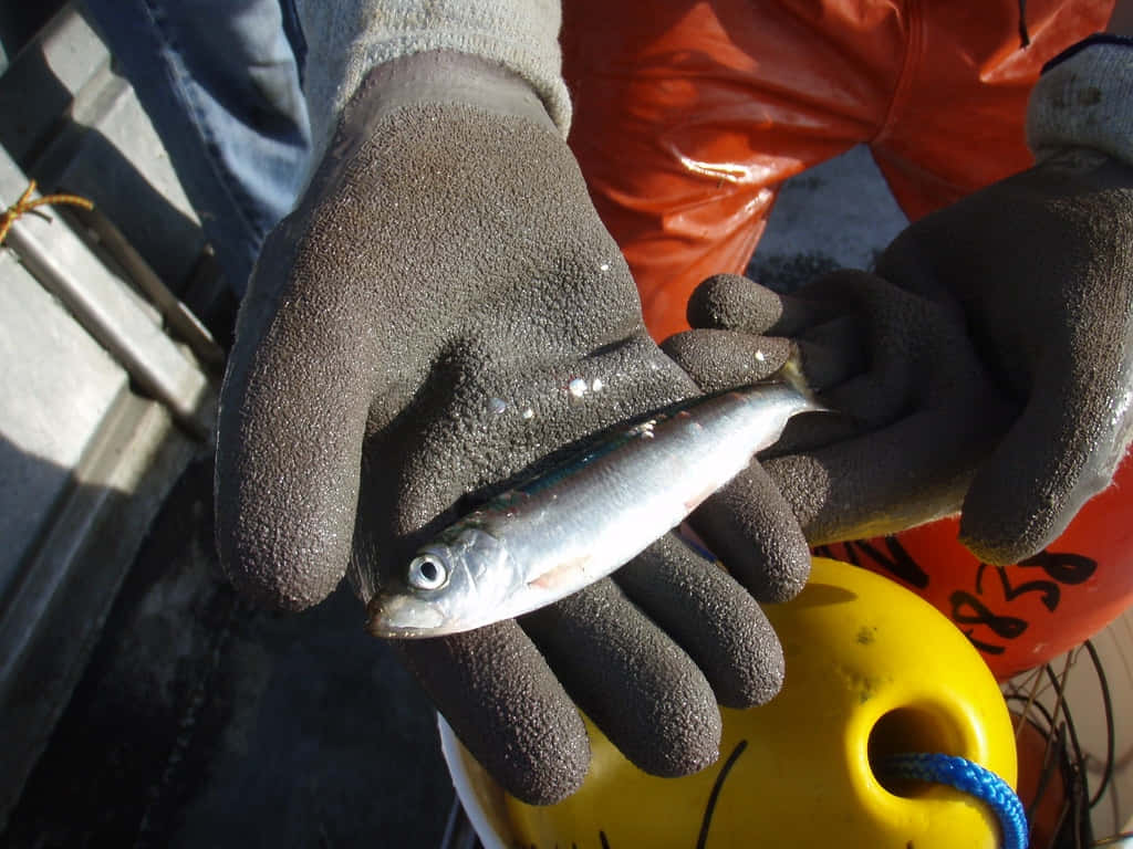 Pacific Herring, gloved hands, silver fish, SD Desktop Wallpaper