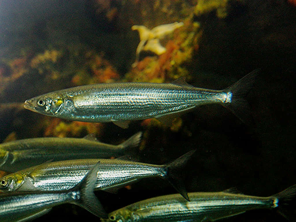 school of smelt, sleek silver fish, dimly lit, SD Desktop Wallpaper